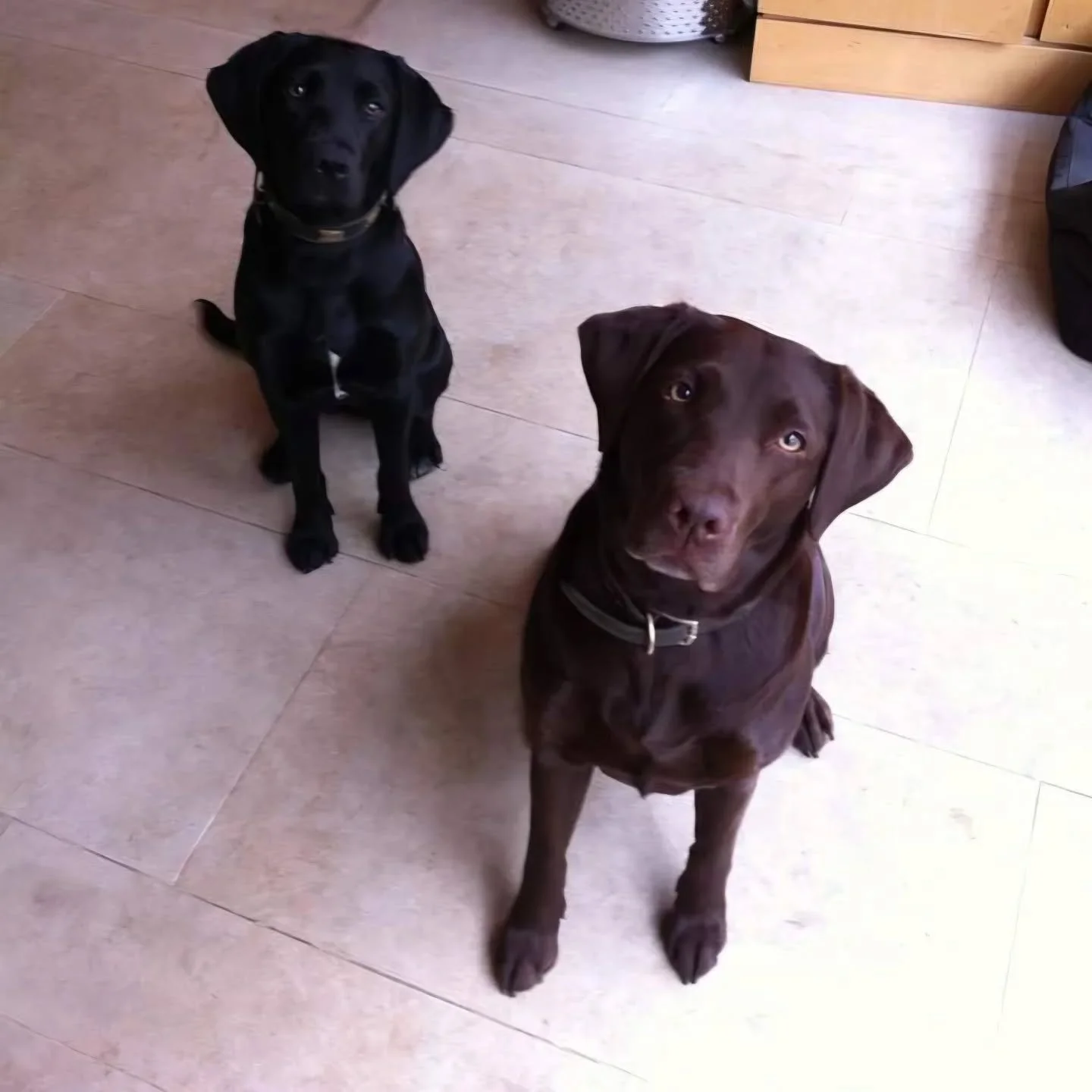 Mother &amp; Daughter 😍

#labradorlover #labradorsofinsta #labradors #chocolatelabsofinstagram  #blacklabs