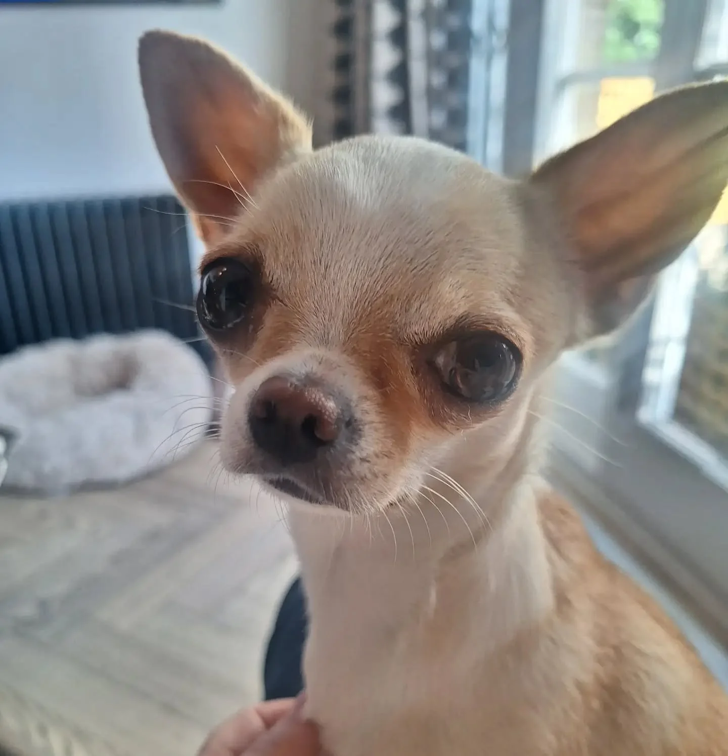 One of the reasons why I love this job is when you meet a very anxious dog (usually the teeny tiny breeds) you give them space and time and make them feel calm &amp; within 24 hours you're best friends. Mission accomplished - its the best feeling ❤️
