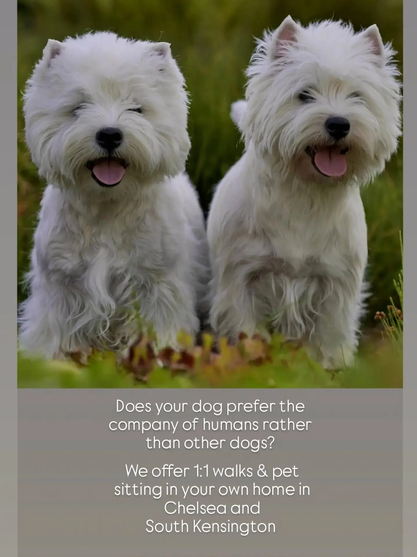 Find out more about our services by visiting our website www.thefurrydogmother.net (link in bio)