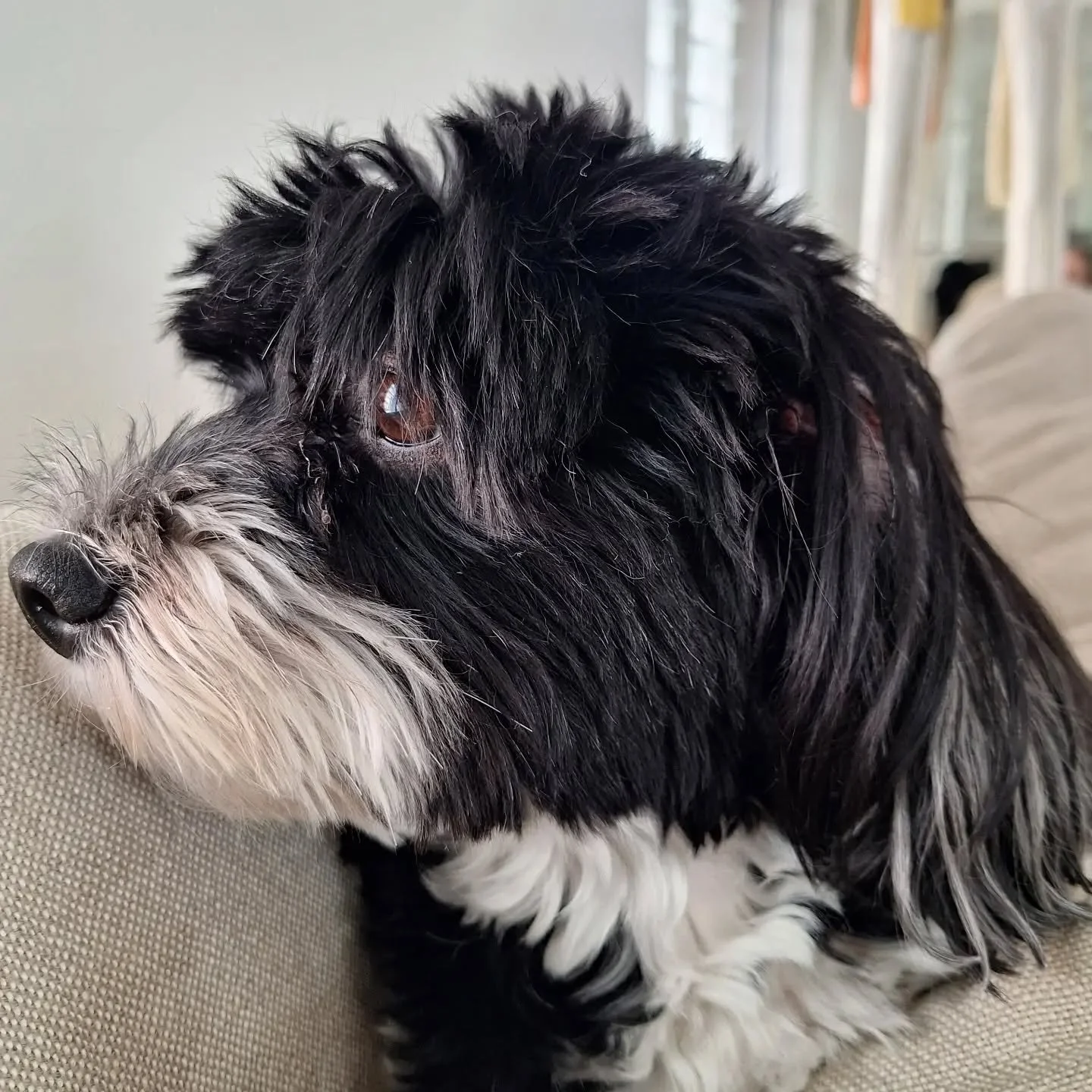 Neighbourhood watch 👀

#dogwalker #petsitterchelsea #petcarechelsea #havanese #5starcare