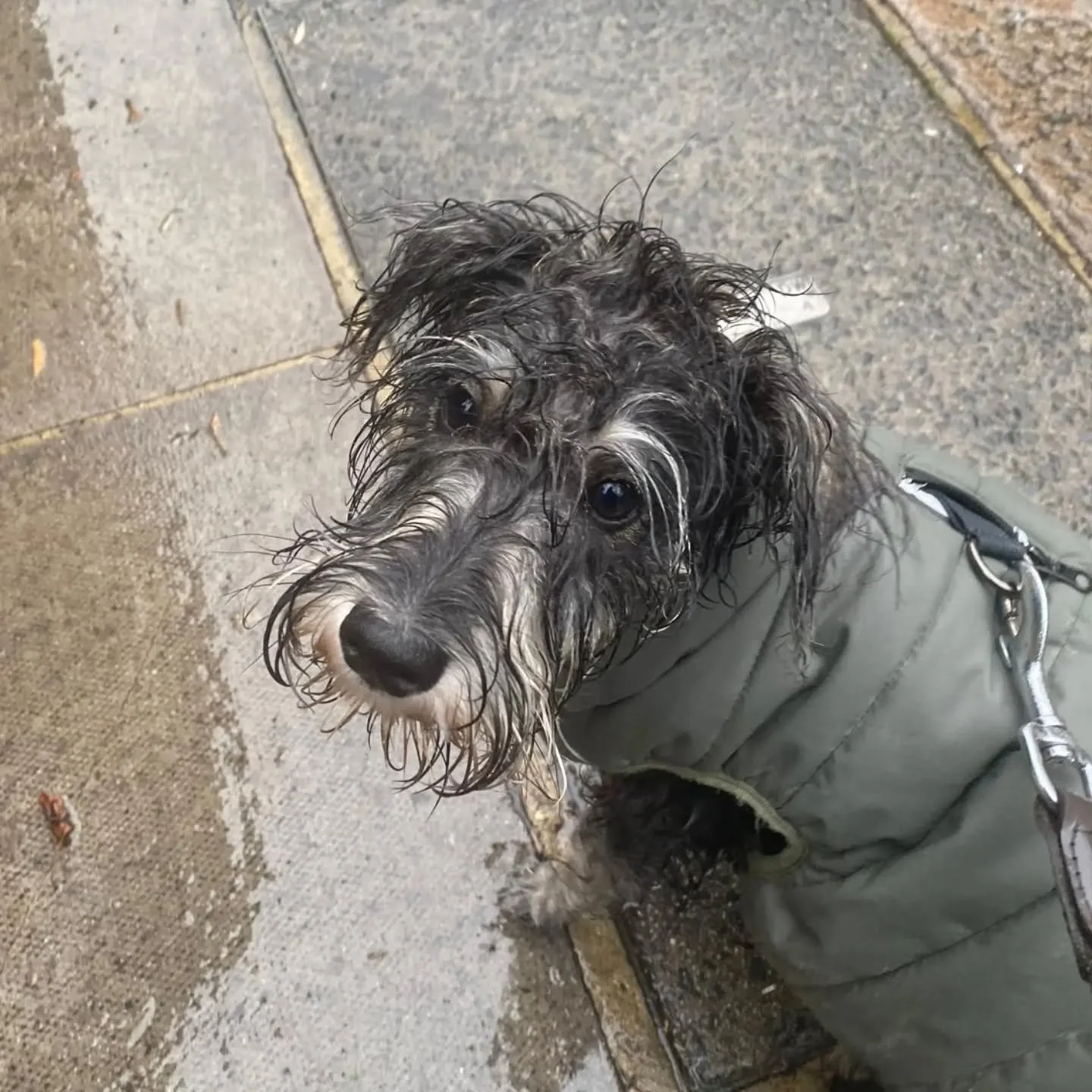 Could have done with a sou'wester (for those who remember them!)

#rainyday☔️ #soggydoggy #minischnauzerpuppy #dogcare #autumnwalks