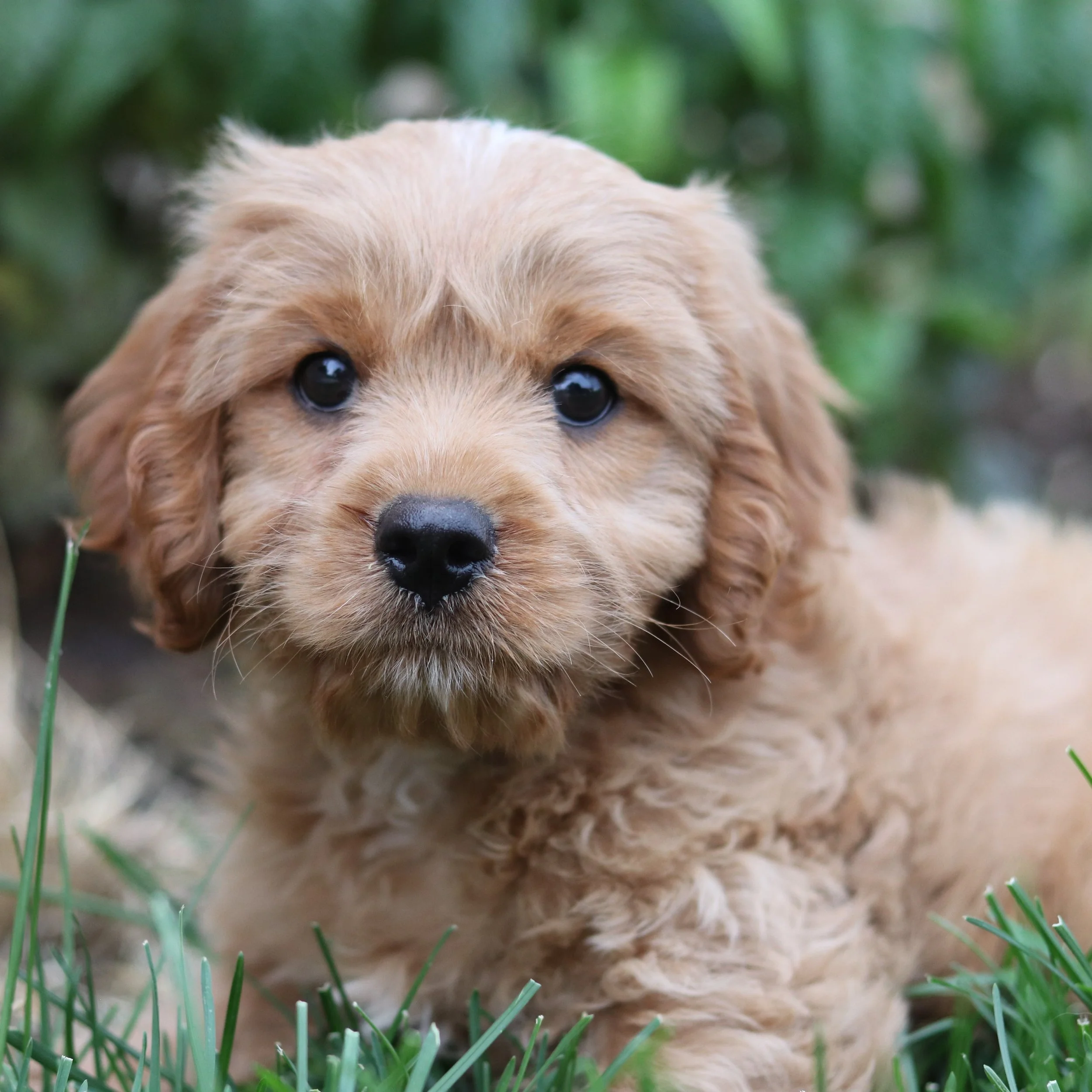 September &amp; October are usually our busiest times for taking on new pups and this year has been no exception. 

The popular breeds at the moment seem to be the Cavapoo/Cockerpoo and Cocker Spaniels and we're not complaining! They are all fantasti