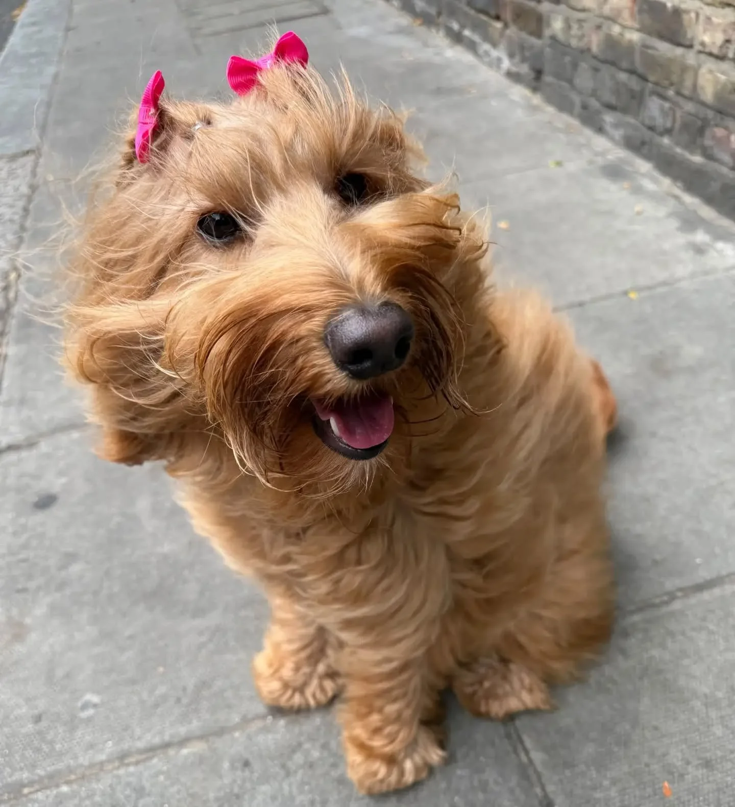 So pretty after her groom at @love.my.human 

Swipe to see her braided hair! 

#luxurydogcare #petsitterchelsea #thefurrydogmother #chelsea #southkensington