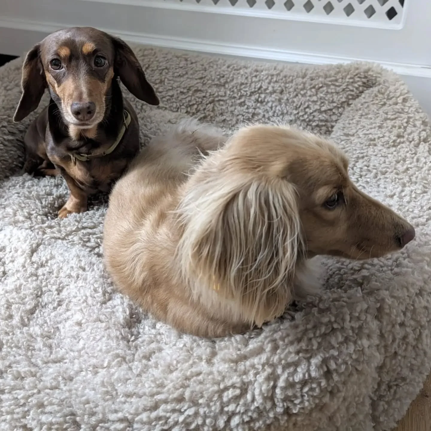 Someone is a little camera shy.....

Who has a dachshund who hates going out in the rain? It's tricky when your body is so low to the ground!

#dachshund #petsitterchelsea #dogwalker #londondogs #dogsoflondon