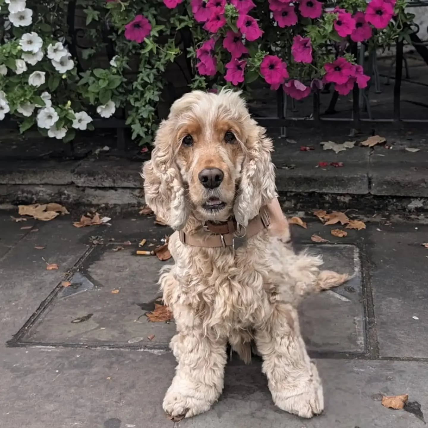 If your dog prefers the company of humans rather than other dogs, we offer 1:1 walking. We walk several rescue dogs and some with anxiety who need calm &amp; patient walkers to help give them the confidence to enjoy their walks. We always go at their