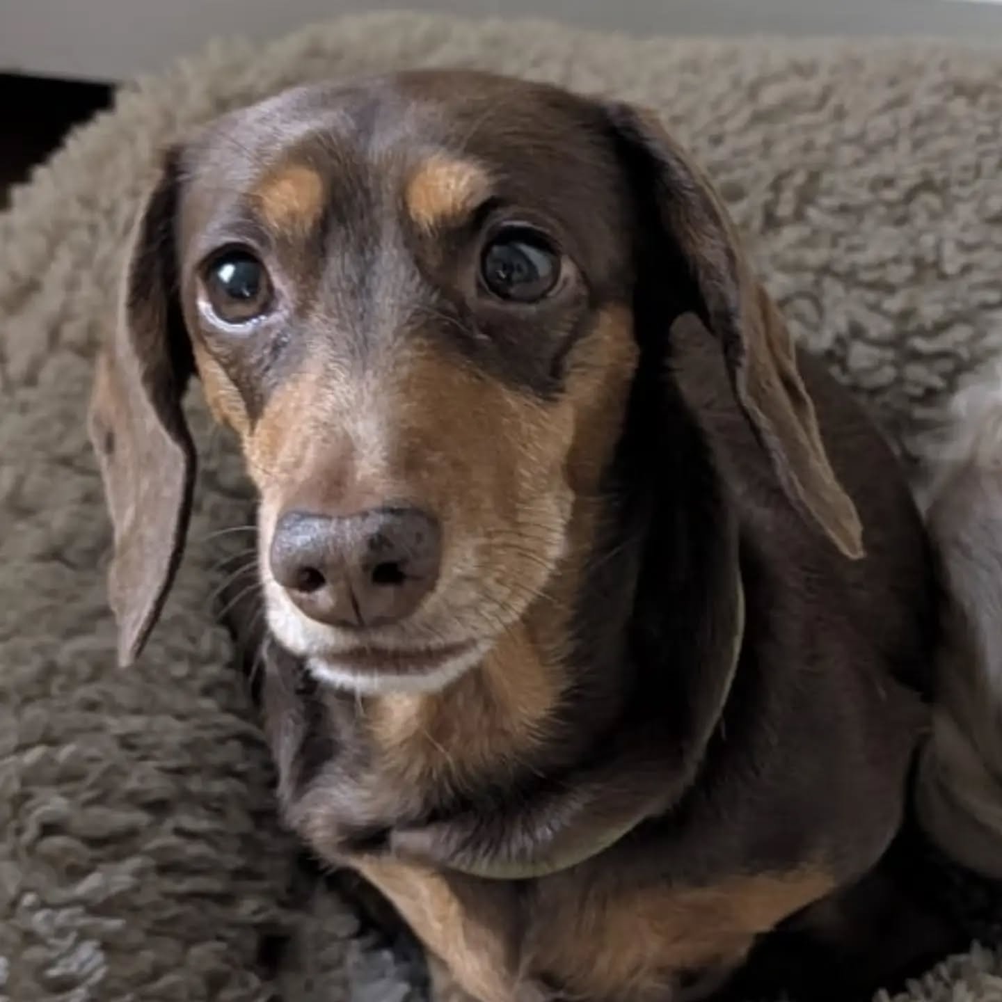 It's well known that some #dachshunds are not keen on going out in the rain.......this little one is no exception! 

Does your #doxie feel the same way?

I guess when your tummy is so low to the ground, its not much fun surfing the puddles! 

#petsit