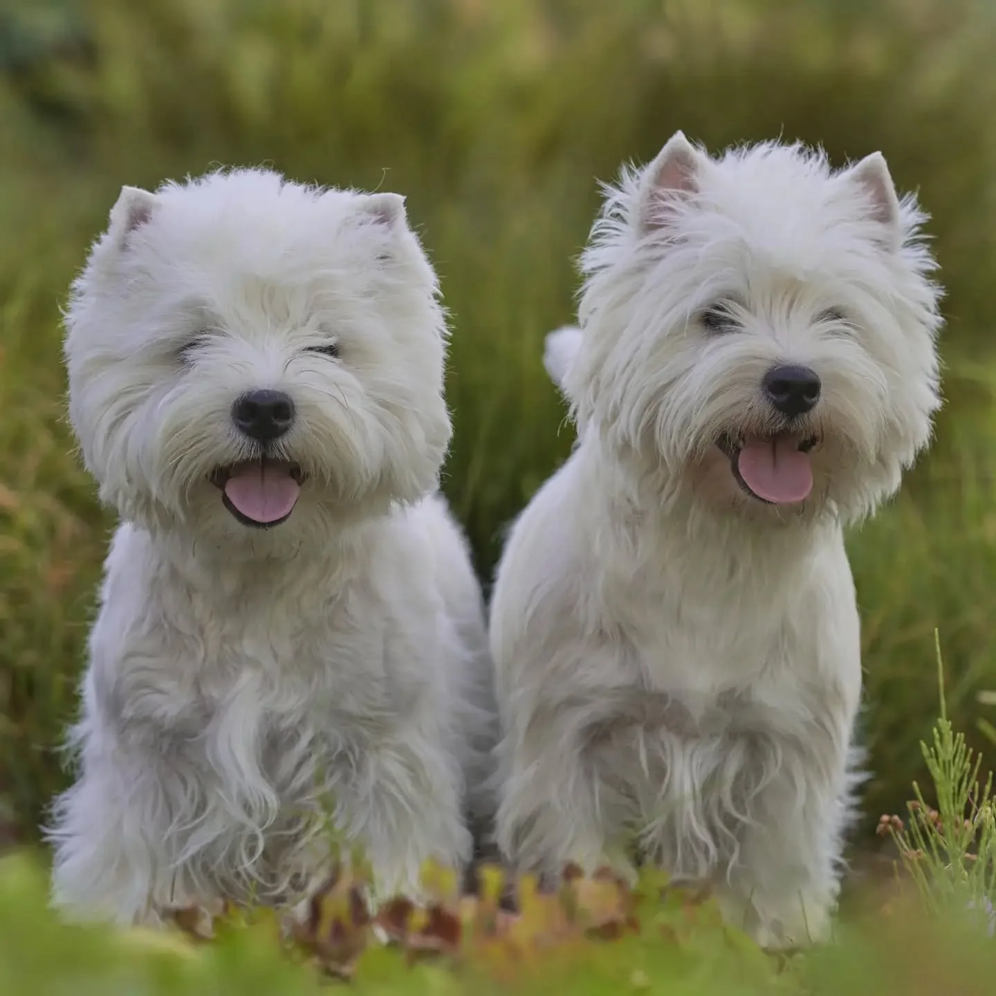 We offer 1:1 dog walking, pet sitting in your own home, cat feeding &amp; rabbit care in Chelsea &amp; South Kensington.

Take a look at our website (link in bio) www.thefurrydogmother.net to find out more.

#petsitterchelsea #dogwalkingchelsea #lond