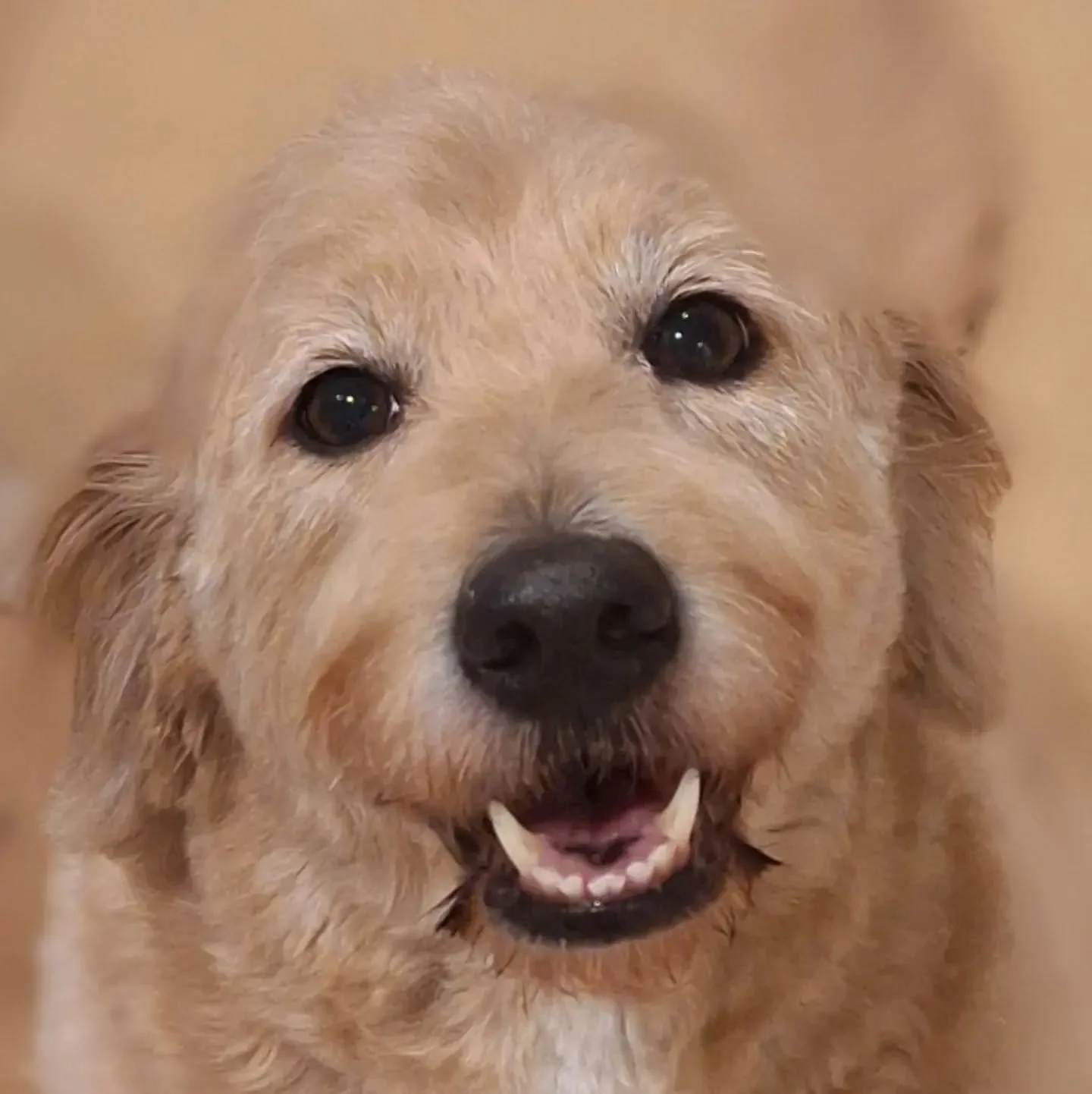 Enjoyed a very fast walk with our doodle tonight! There's no hanging around with this one 😂

#solodogwalks #petsitterchelsea #dogwalkschelsea #londondogs #dogsoflondon