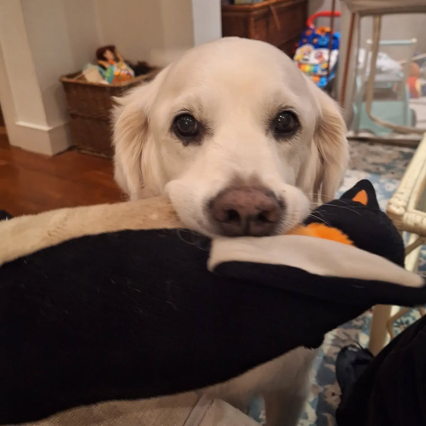 Pick up a 🐧  #Goldies are programmed to bring you toys (&amp; other things!) Not that they want to give them to you, they are proud showing you what they have. 

I find this adorable ❤️

#petsitterchelsea #chelseadogsitter #chelseapetcare #londondog