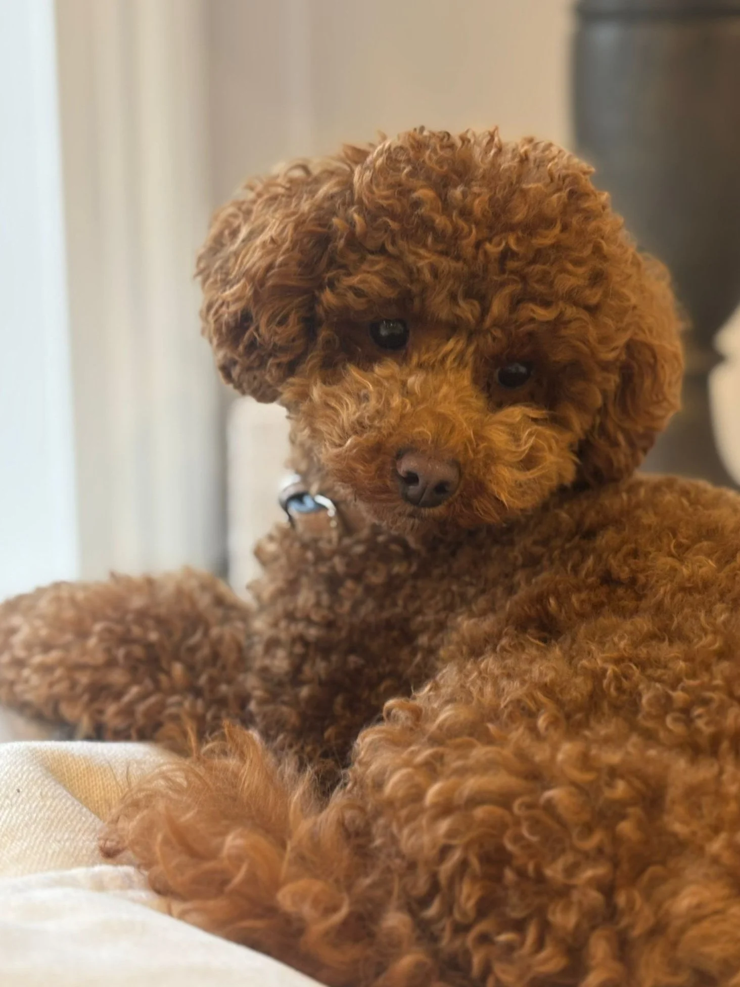 Close-up of a brown curly-haired Toy Poodle puppy lying on a soft surface, with a blurred background.