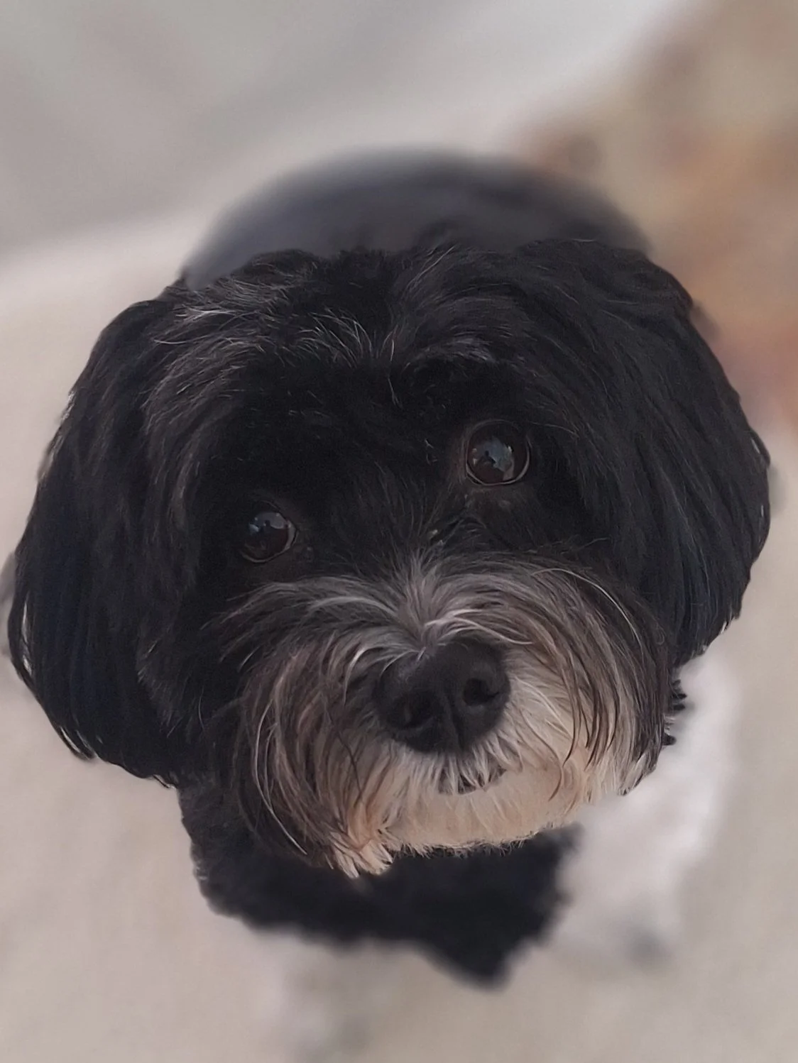 Close-up of a small Havanese dog with curly fur, looking up at the camera.