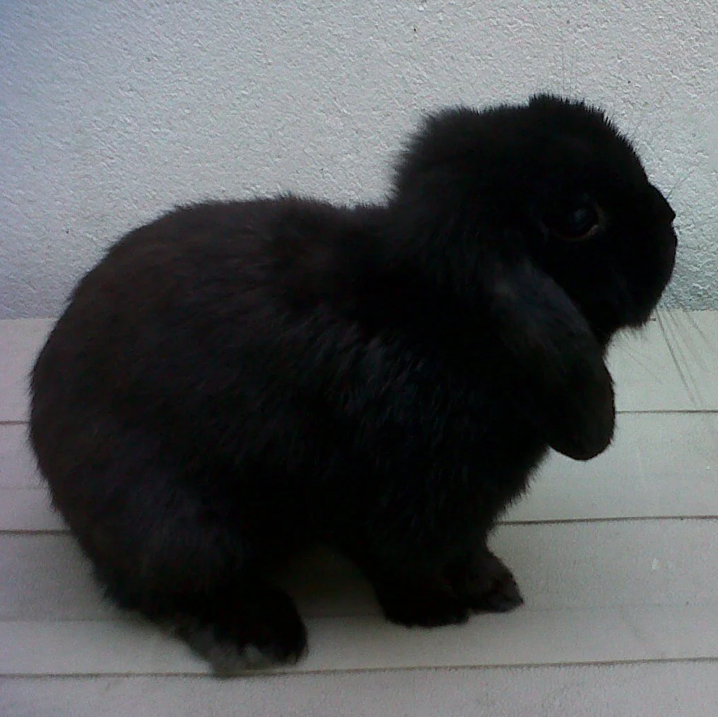 Black bunny.jpg