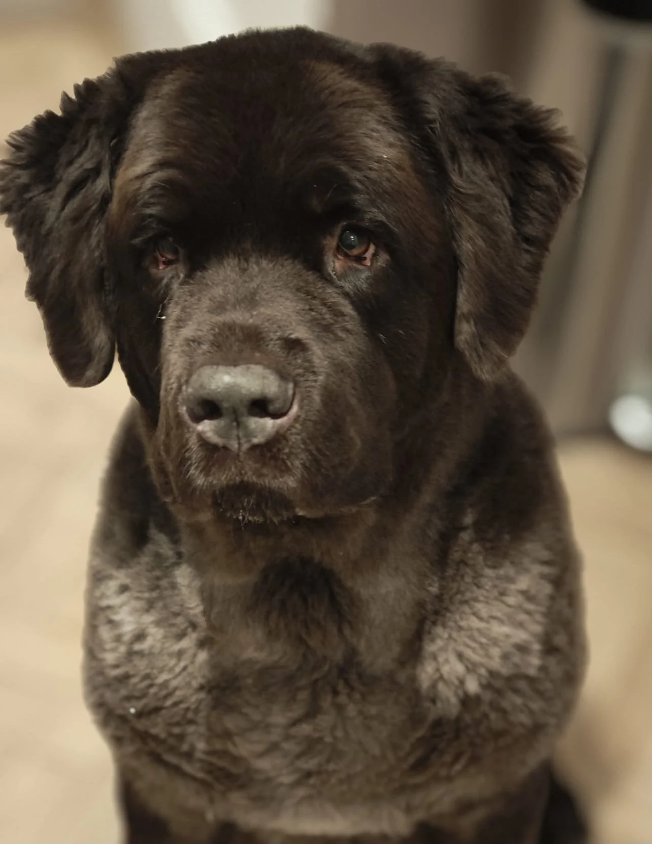 Close-up of a brown Newfoundland dog with a serious expression, sitting indoors.