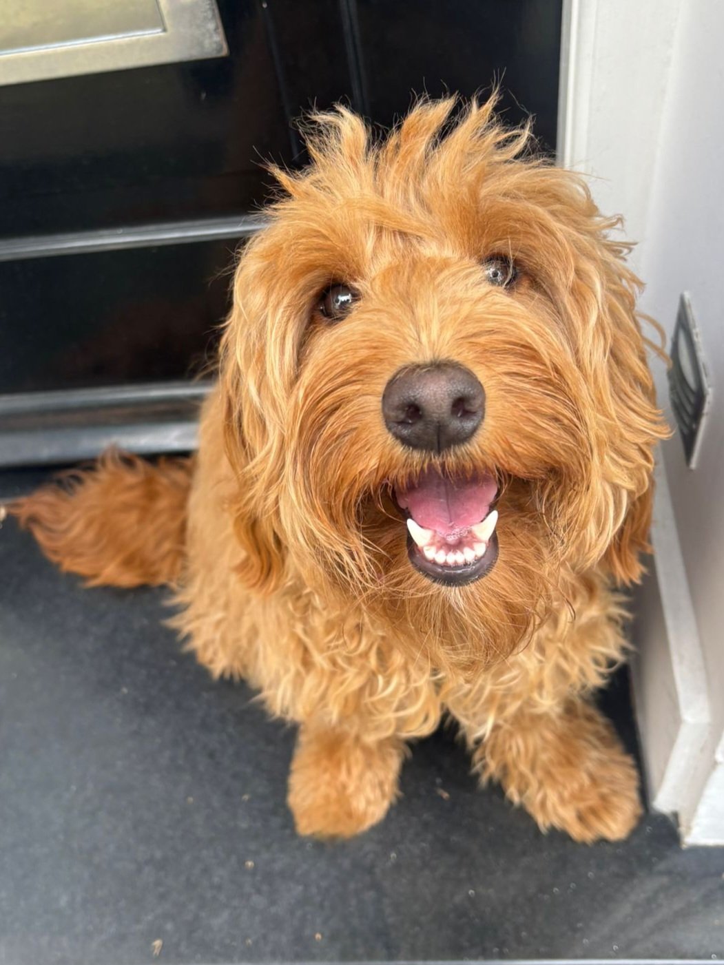 A happy, Goldendoodle dog with a big smile, sitting on a black floor near a metallic and white appliance.