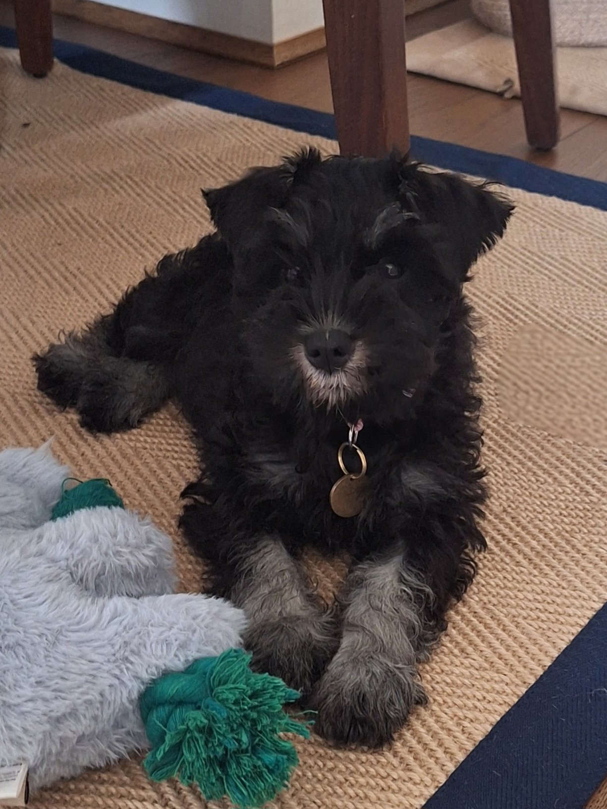 A miniature schnauzer puppy with curly fur, sitting on a brown rug indoors, looking at the camera, wearing a collar with a round tag.