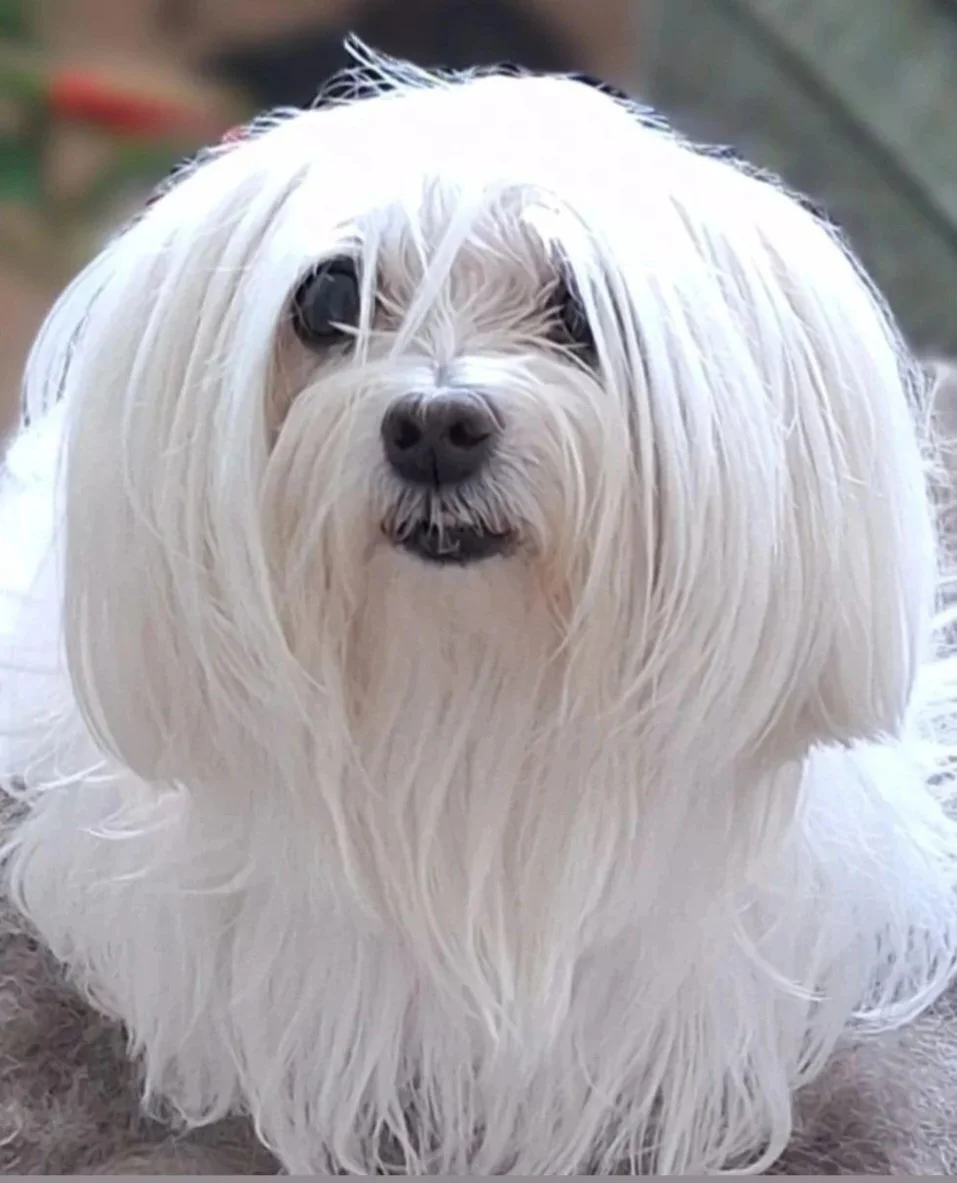 Close-up of a Maltese dog with long hair covering its face and black eyes, on a concrete surface.