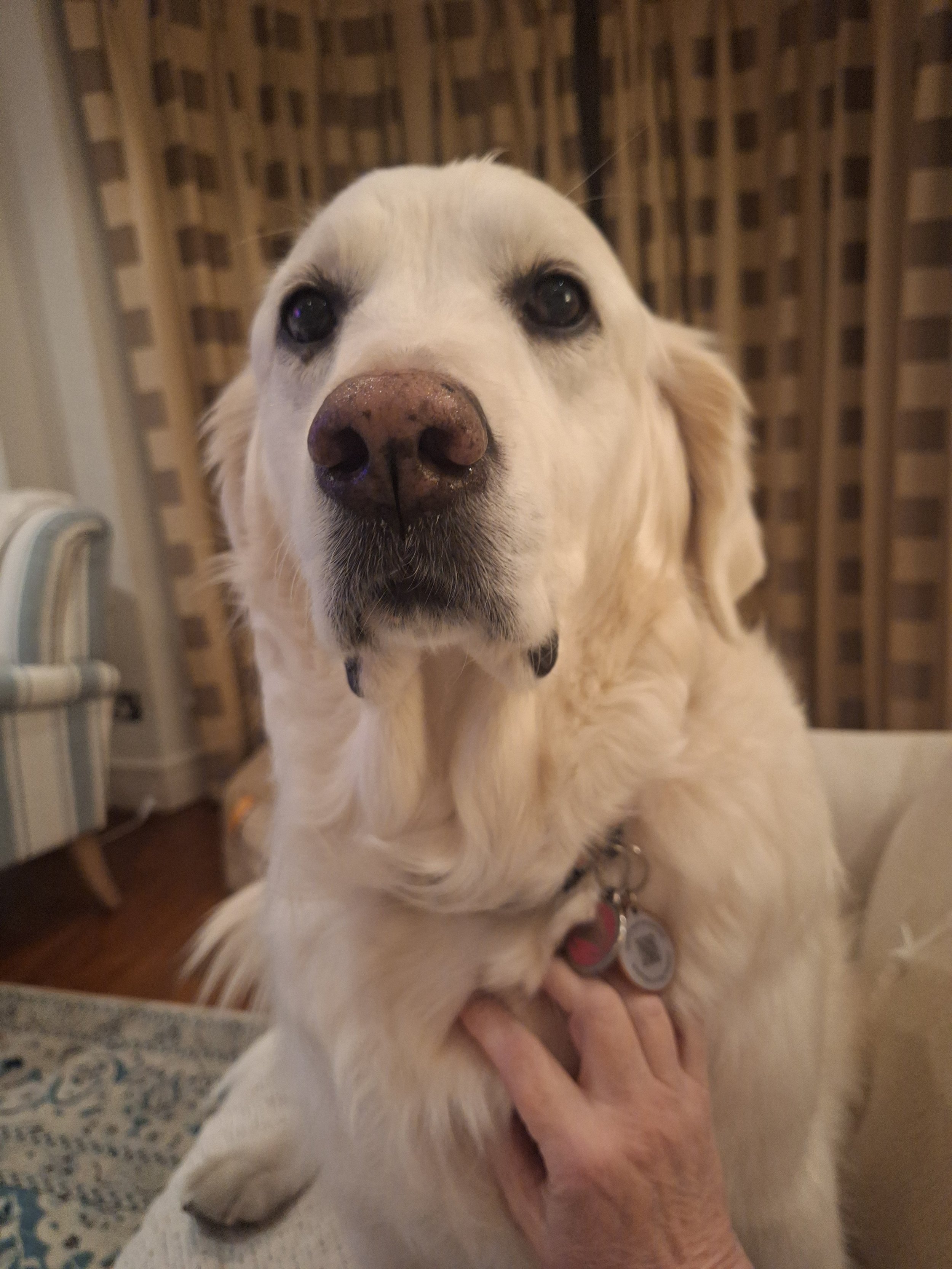 Close-up of a cream Golden Retriever's face with dark eyes and nose, being petted by a person's hand.