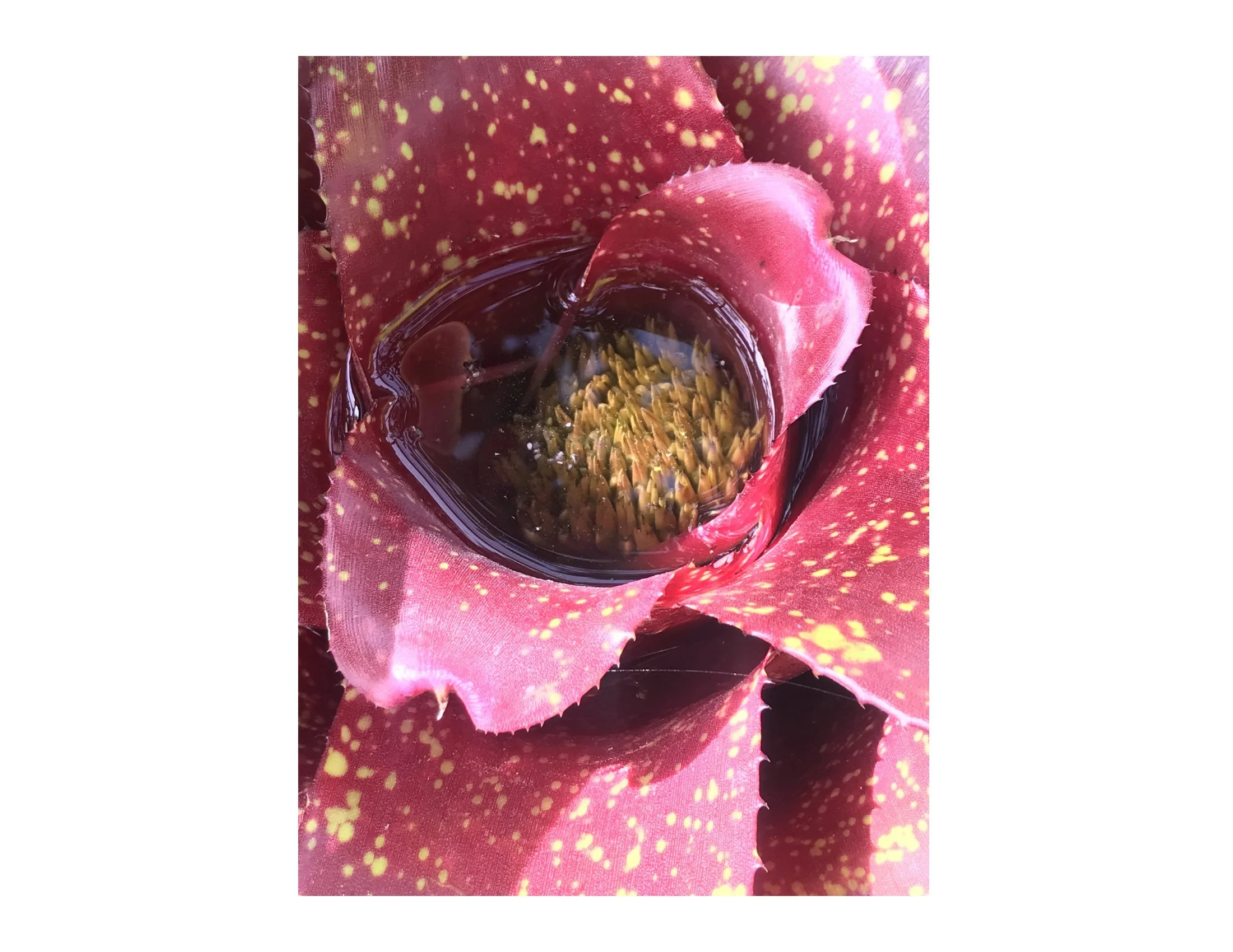 RAINBOW AGATE September Final-03.jpg