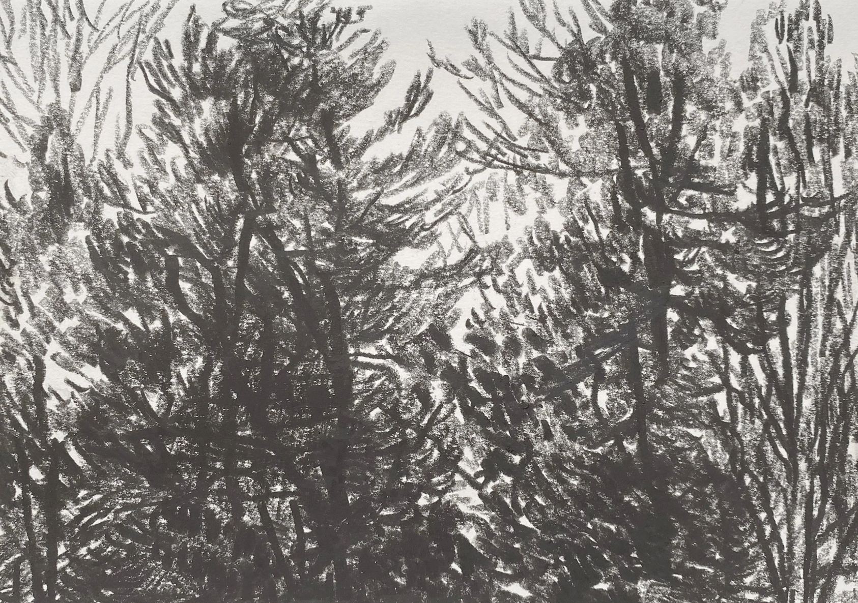 ‘Of Copse and Thicket’