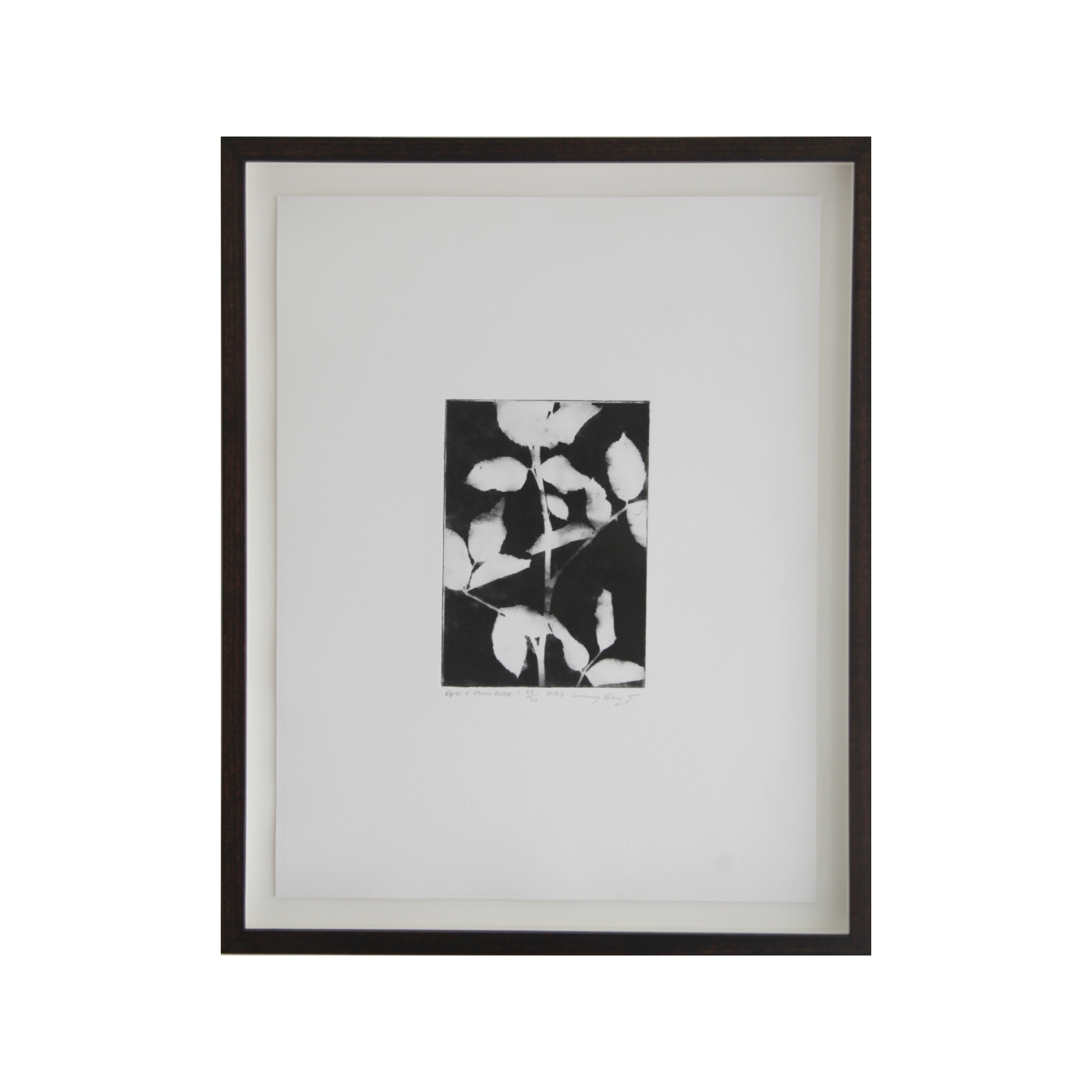 'Rose 1' by Lucy Augé