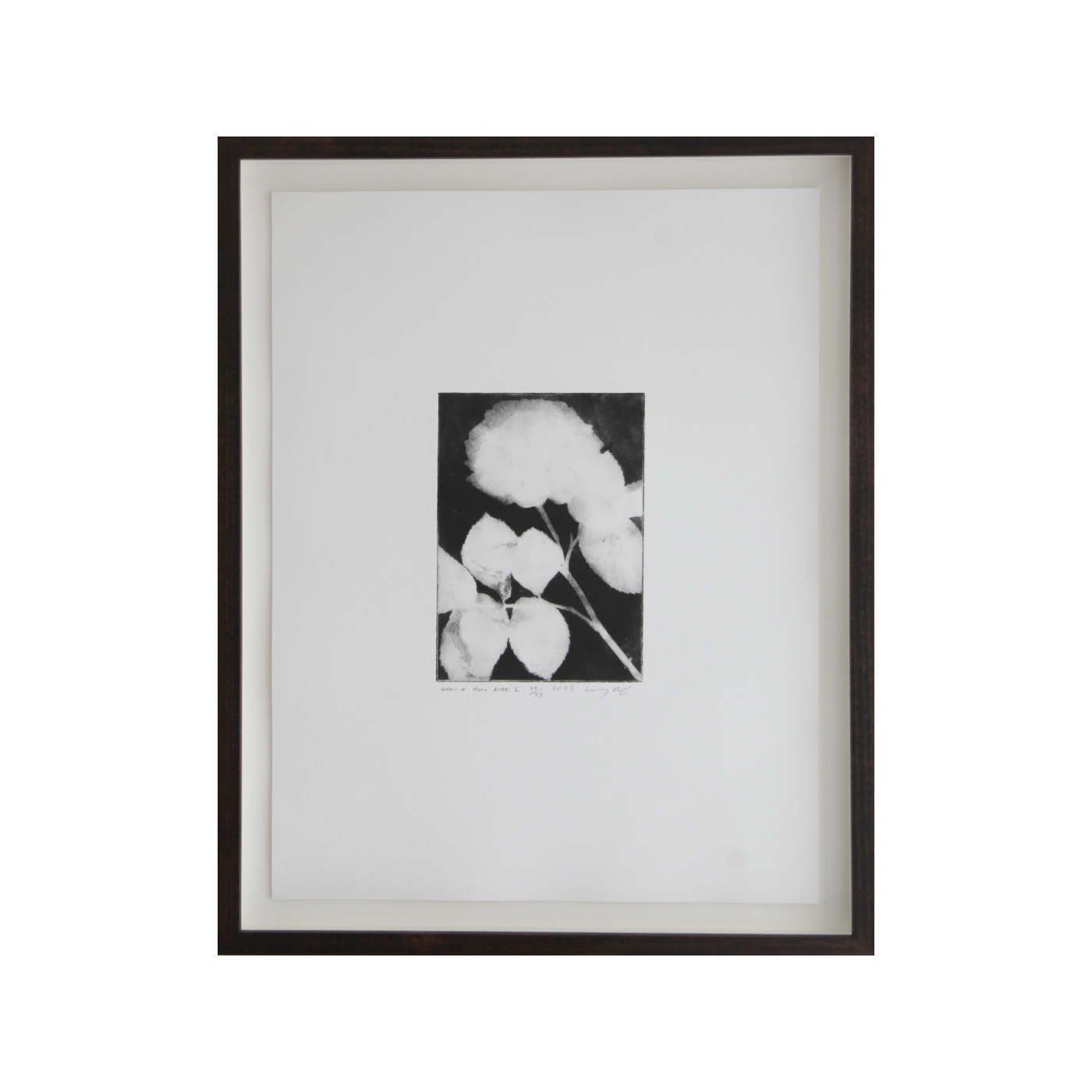 'Rose 2' by Lucy Augé