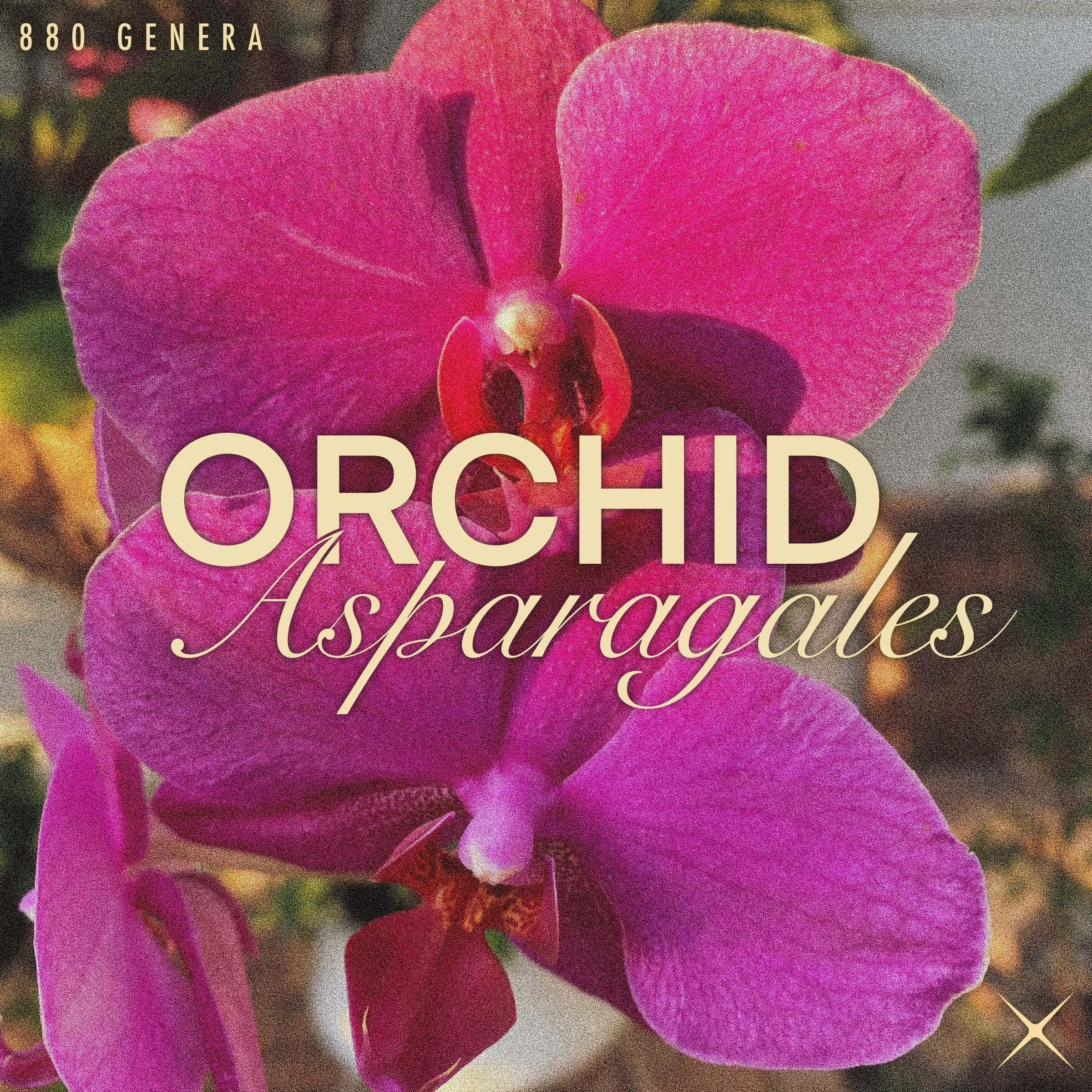 Orchid_GrahicDesign.jpg