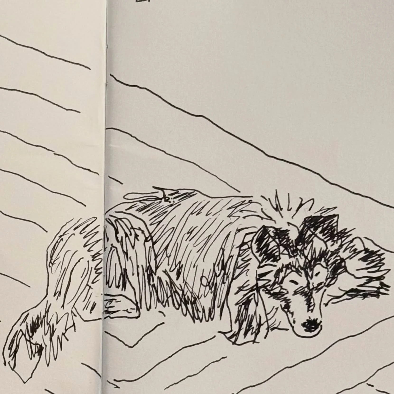 Jet snoozing after dog walk
.
#goodshipillo #dogdrawing #sheltiesofinstagram_  #walktosee #shetlandsheepdogs