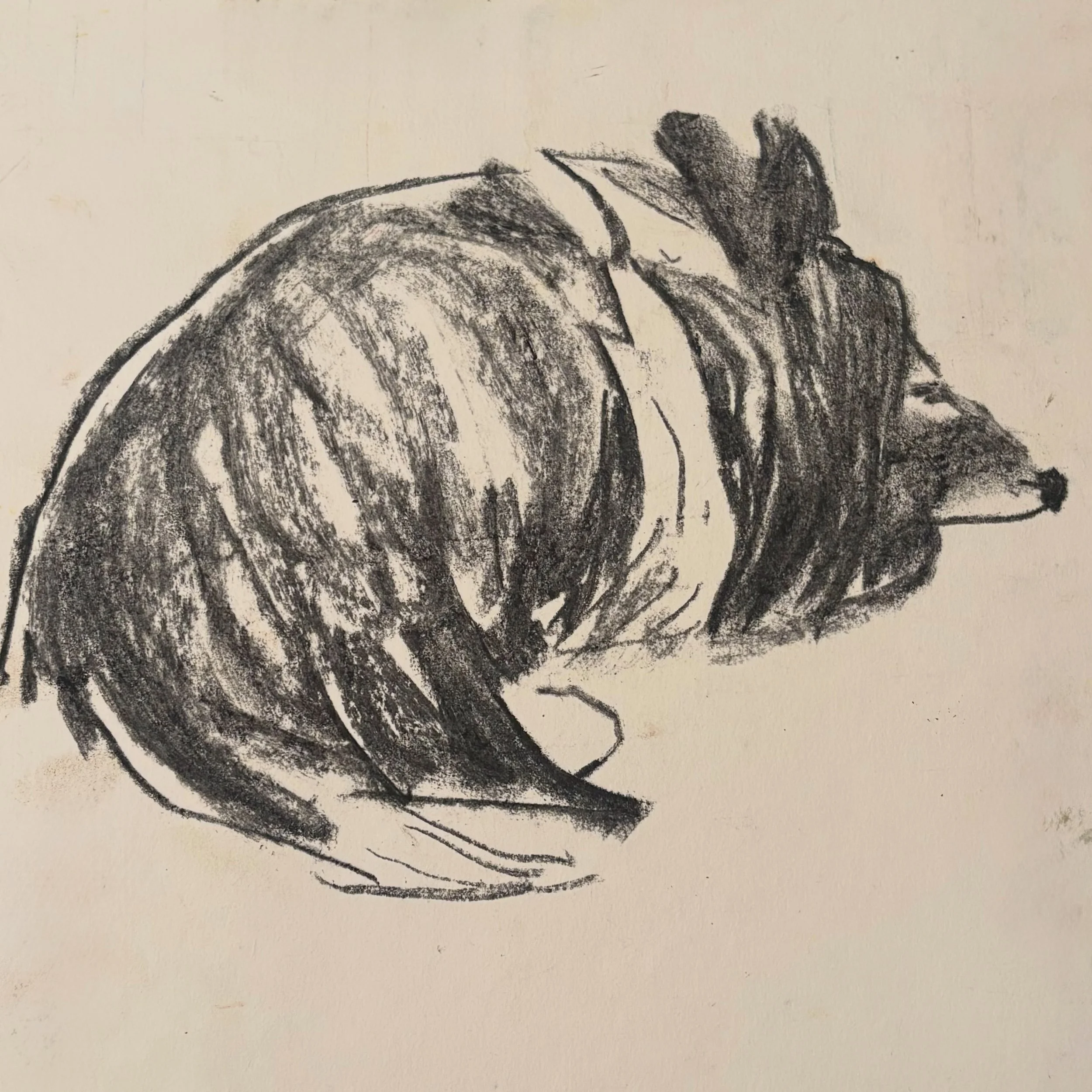 jet sleeping after a day at the beach 
.
##walktosee #goodshipillo #draweveryday #dogdrawing shetlandsheepdogs