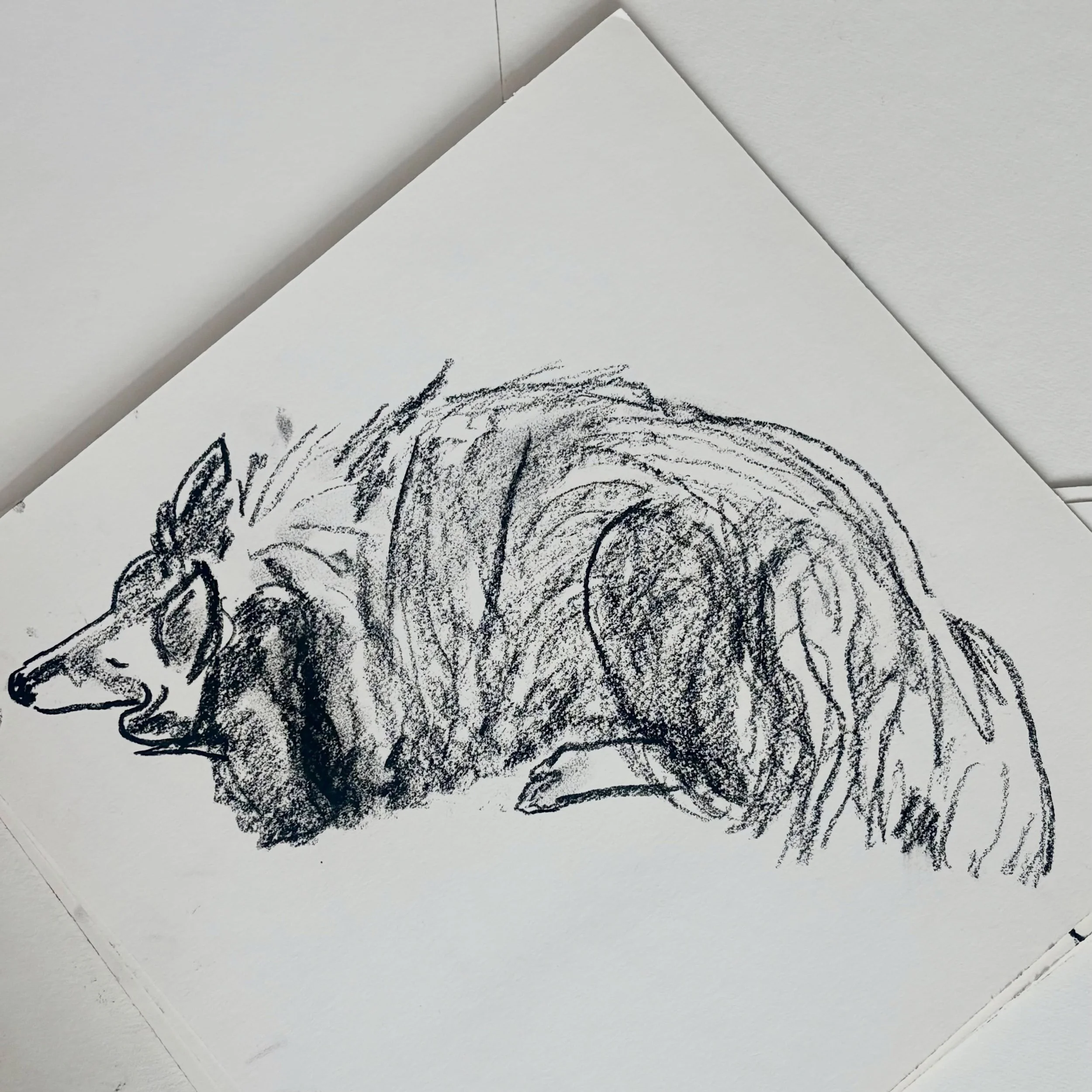 Another one of Jet
.
#walktosee #goodshipillo #dogdrawing #drawingfromlife #urbansketcher