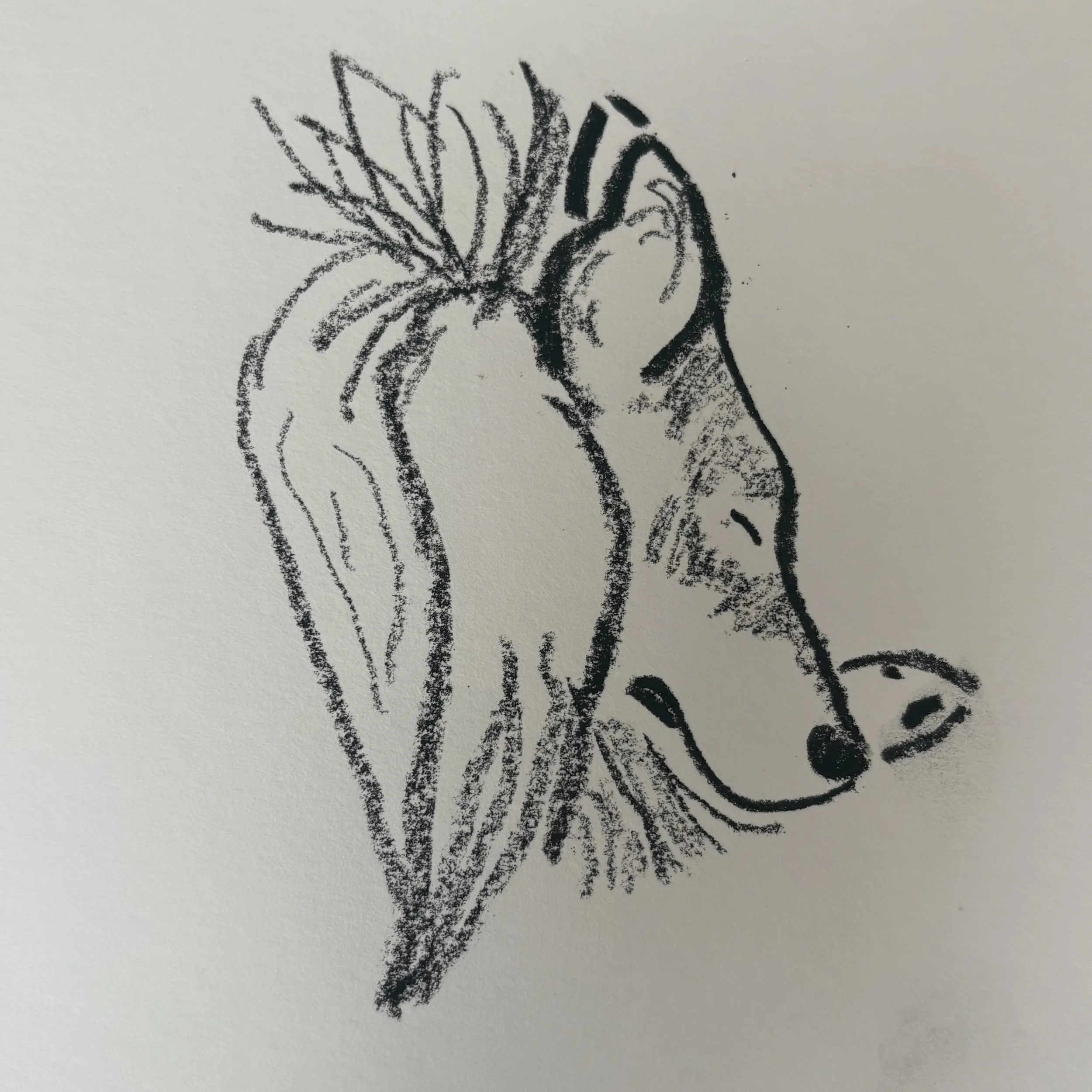 Another one of (some of) Jet - before he moved.
.
#goodshipillo #walktosee #drawingfromlife #sheltie #dogsketch