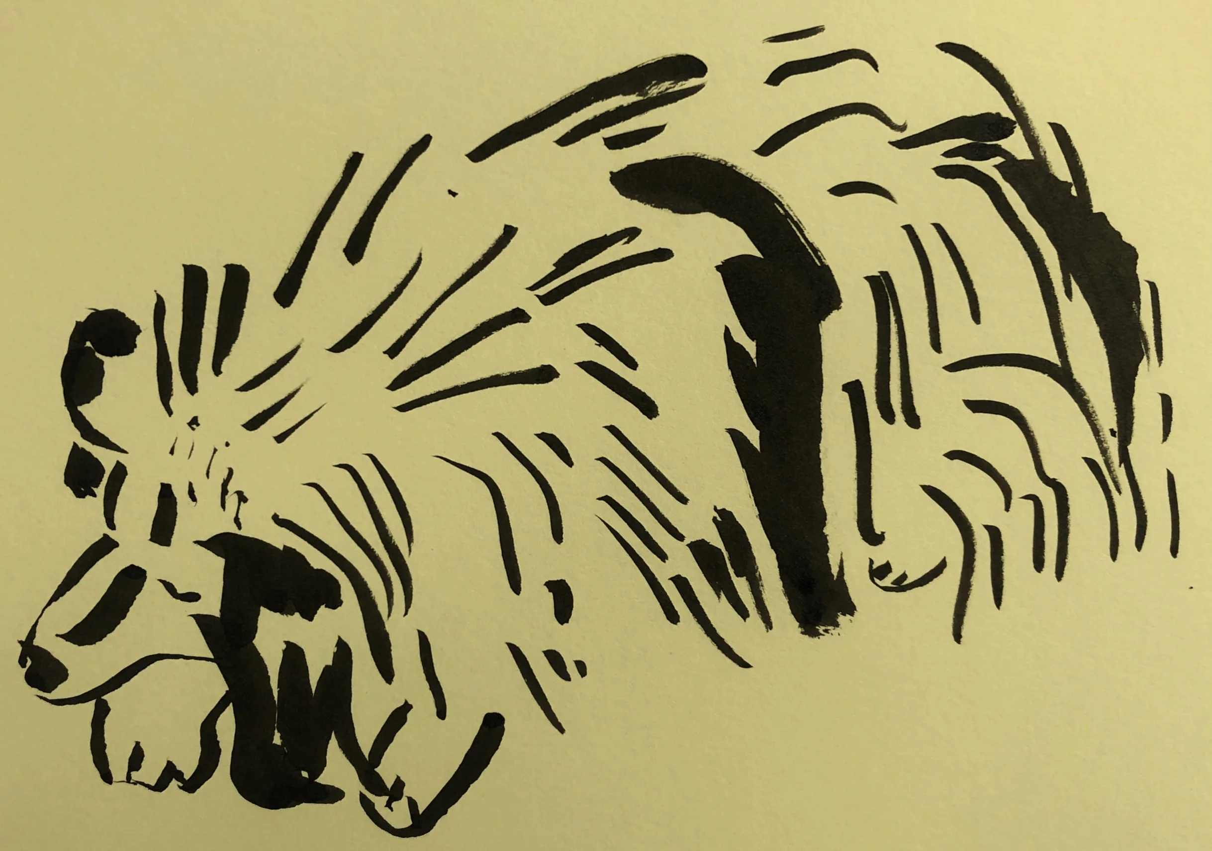 Illustration of Franki the Sheltie resting calmly.