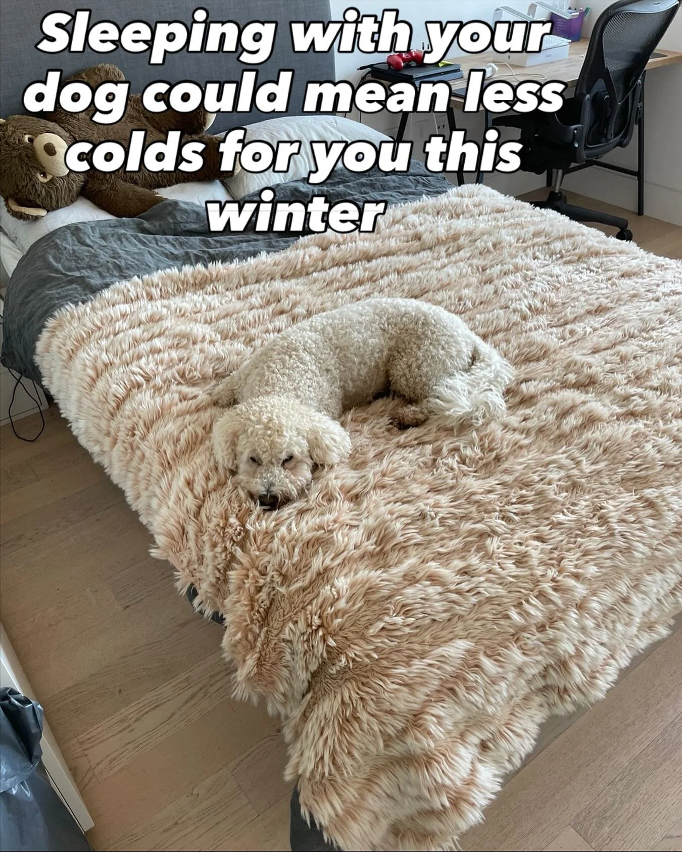 When we live in close quarters with dogs (and cats) we mix microbiome&rsquo;s with them and ours becomes more diverse. 

A diverse one is one that enhances your immune system. 

So theoretically that could help protect you against winter infections. 