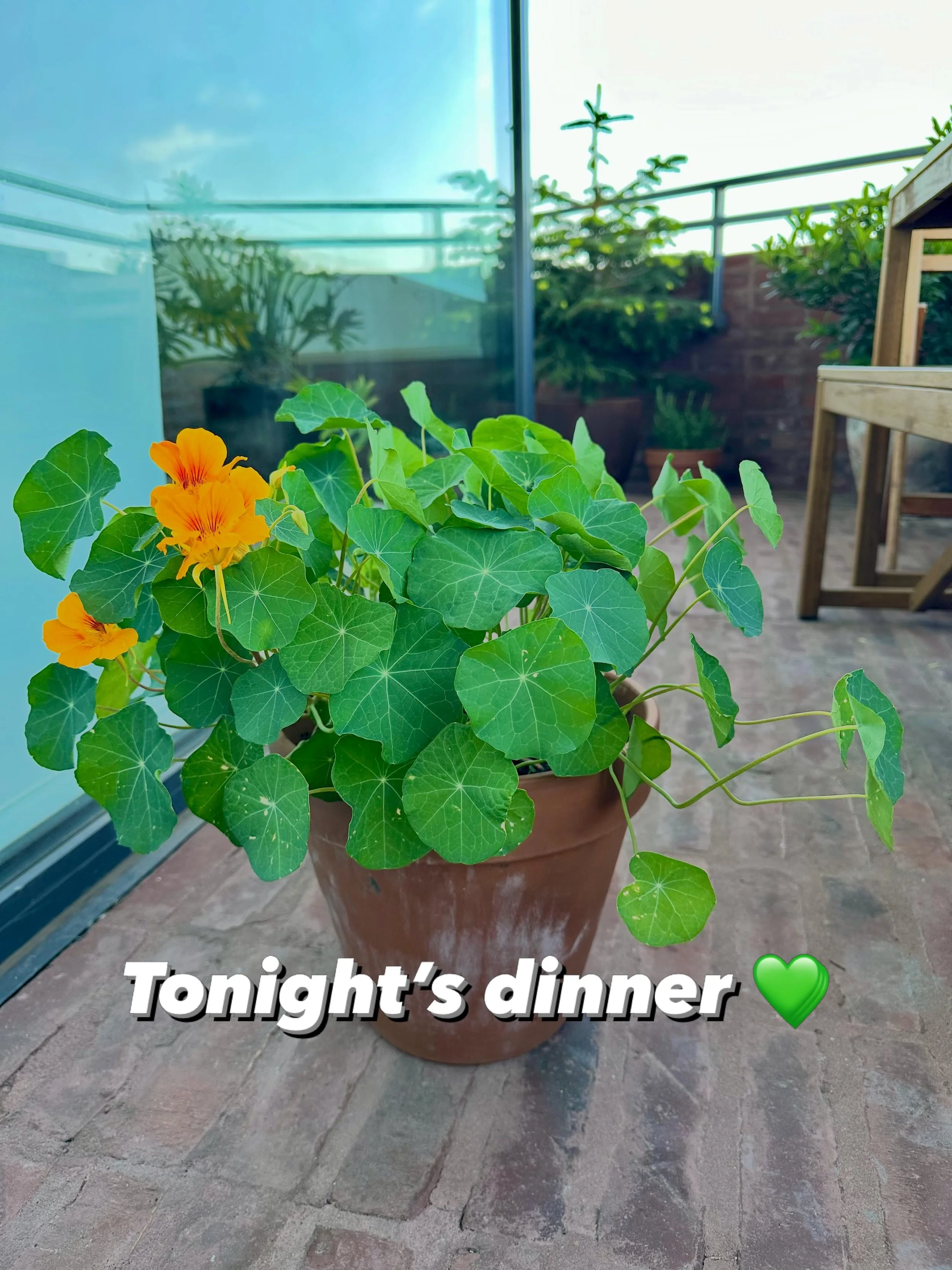 Find out how to make these leaves and flowers into something delicious and nourishing for you and your biome. 
All in this week&rsquo;s free article on The Gut Makeover.