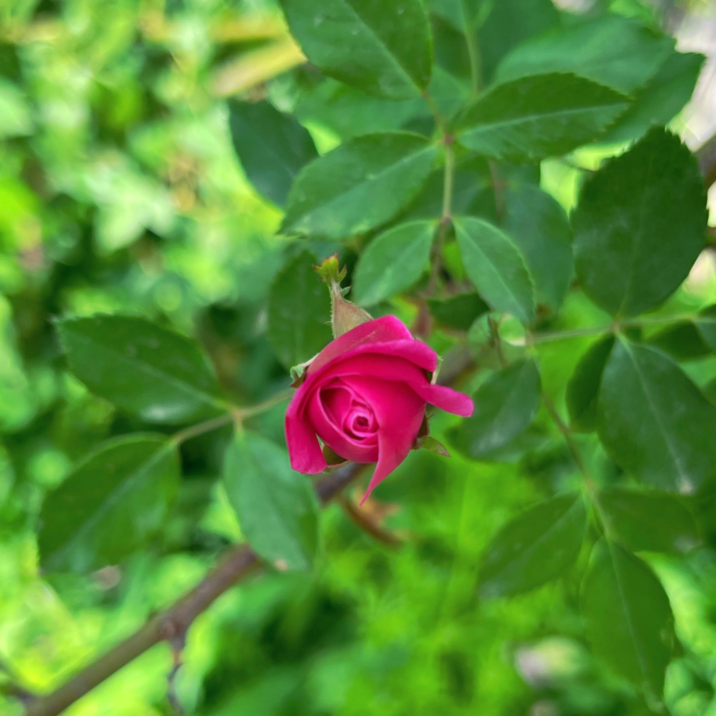 ED7D356D-E4A4-4954-ADB1-7905B98A6634.JPG