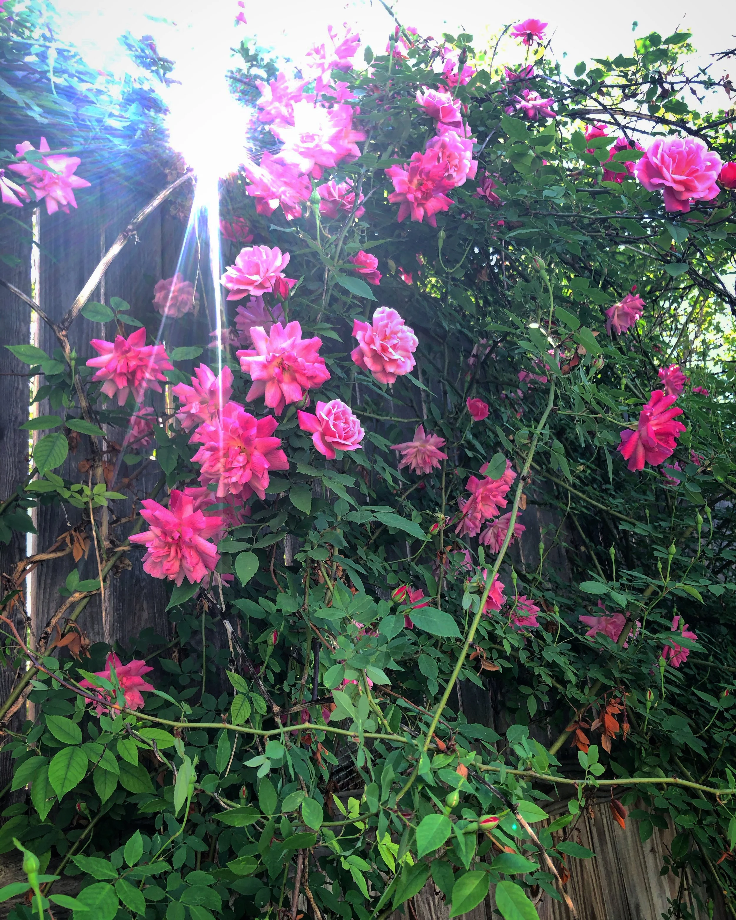 D2CB765A-1881-4FBA-895E-C4CC9C2F149B 2.JPG