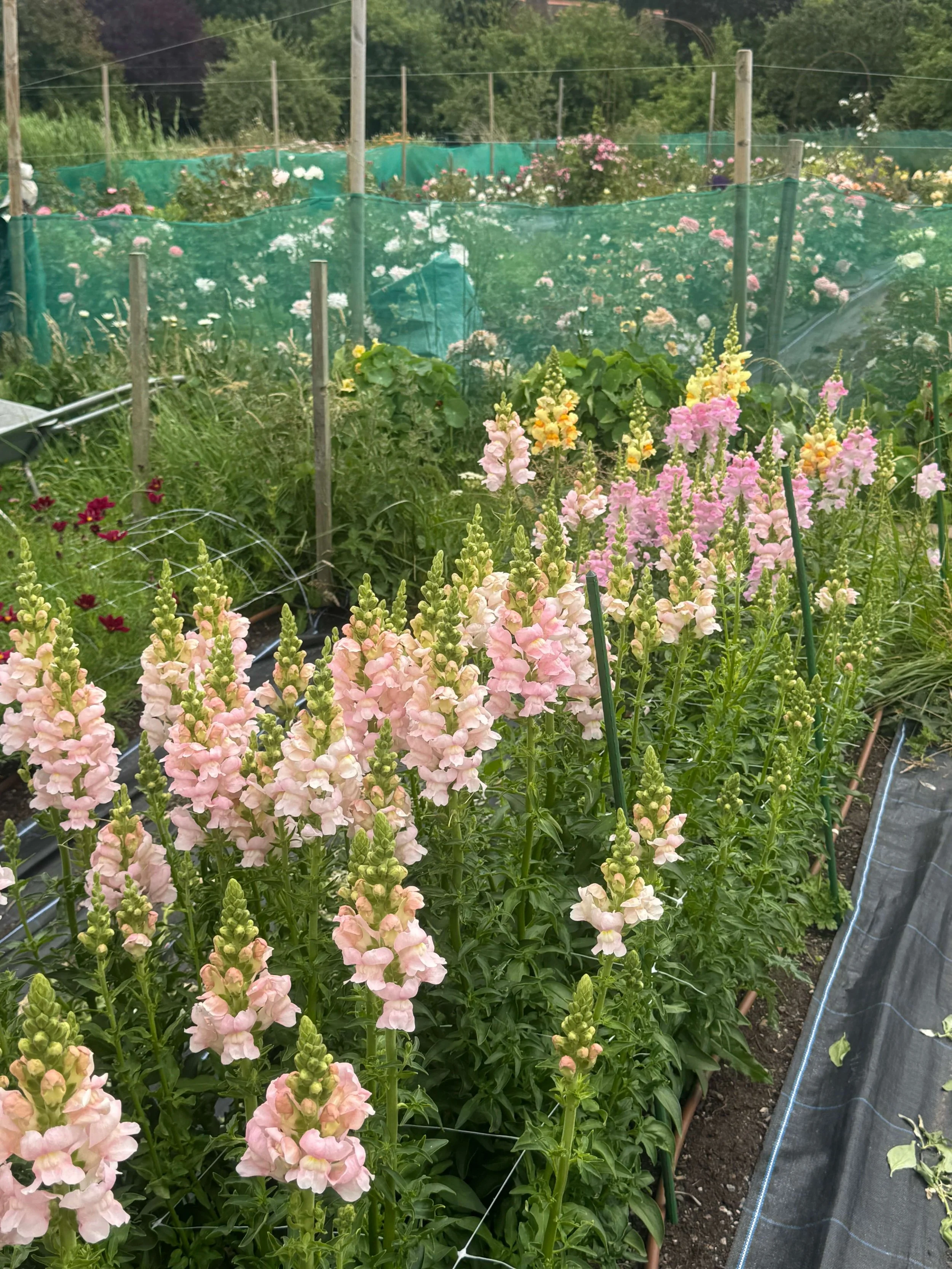 A garden with rows of pink and yellow snapdragon flowers, surrounded by green netting and supported by green stakes.