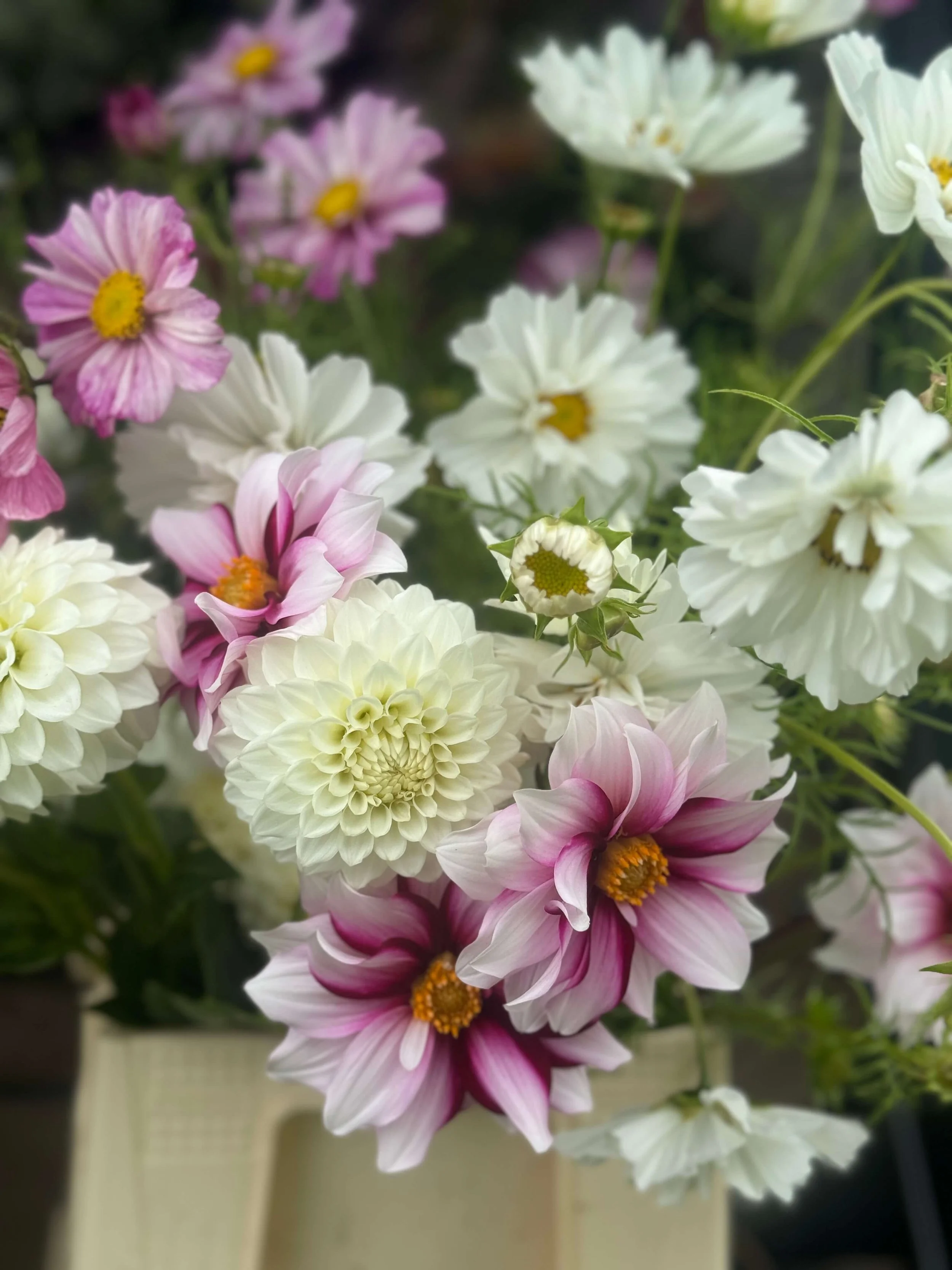Cosmos and dahlias.