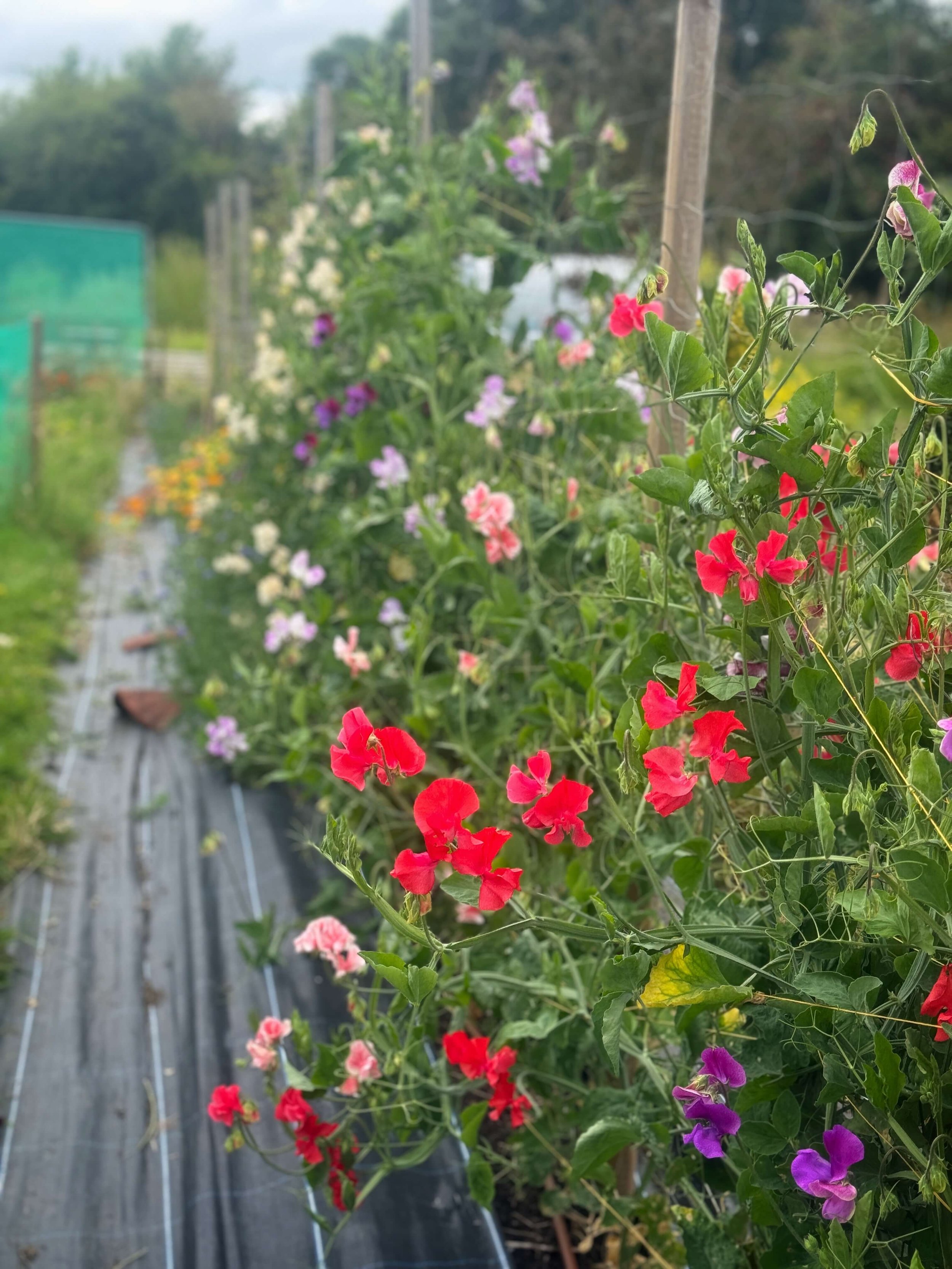 Colorful flowers growing on a trellis in a garden, with a path on the left and a green fence in the background.