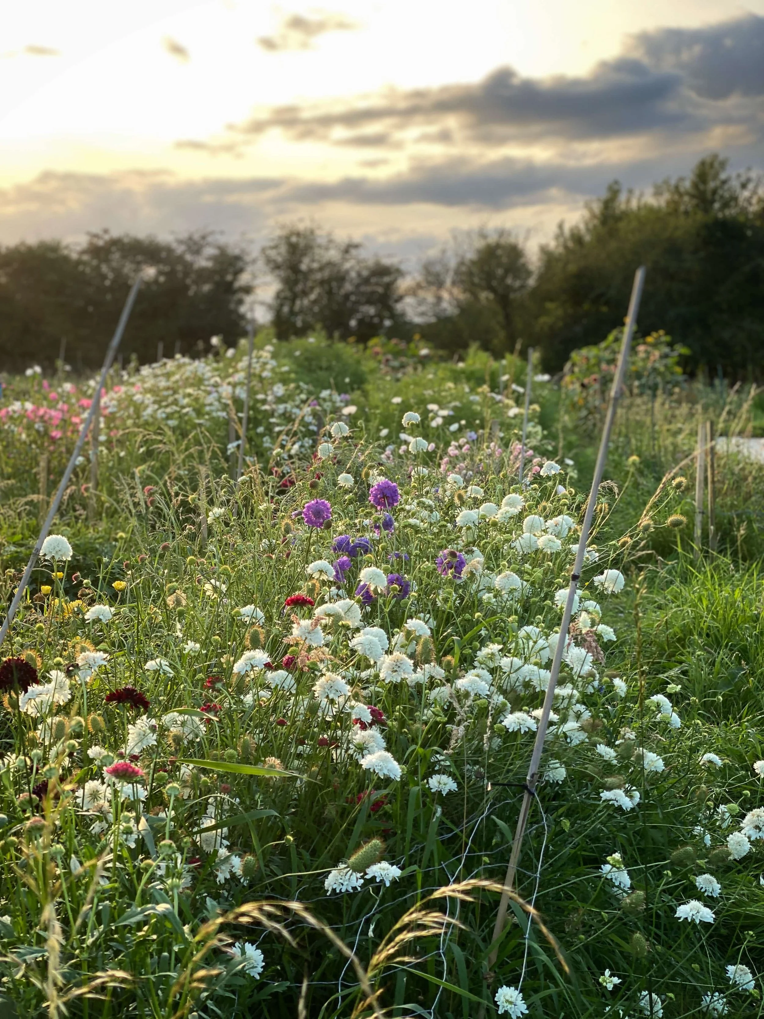 Field grown scabious