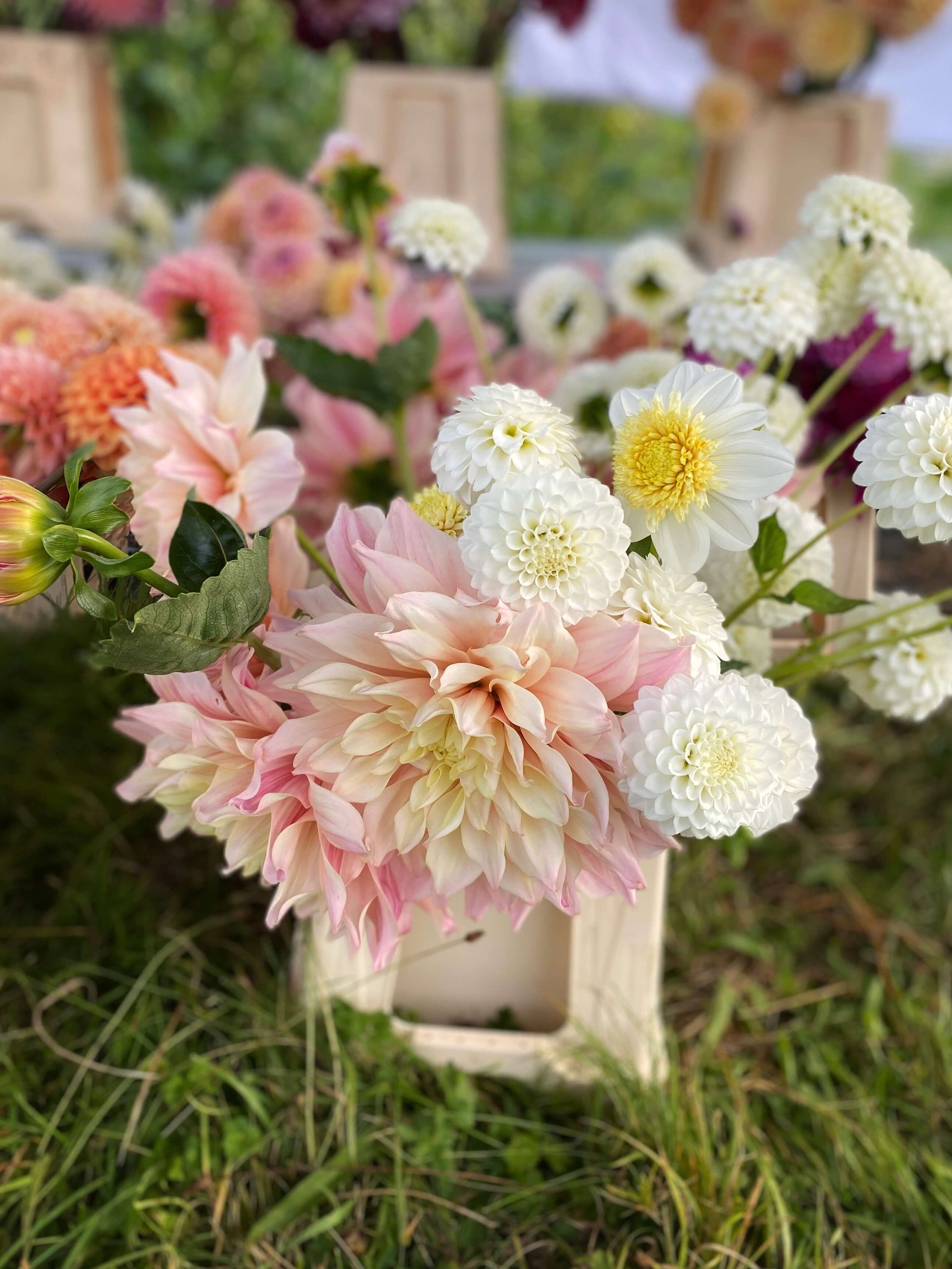 Dinnerplate dahlias.