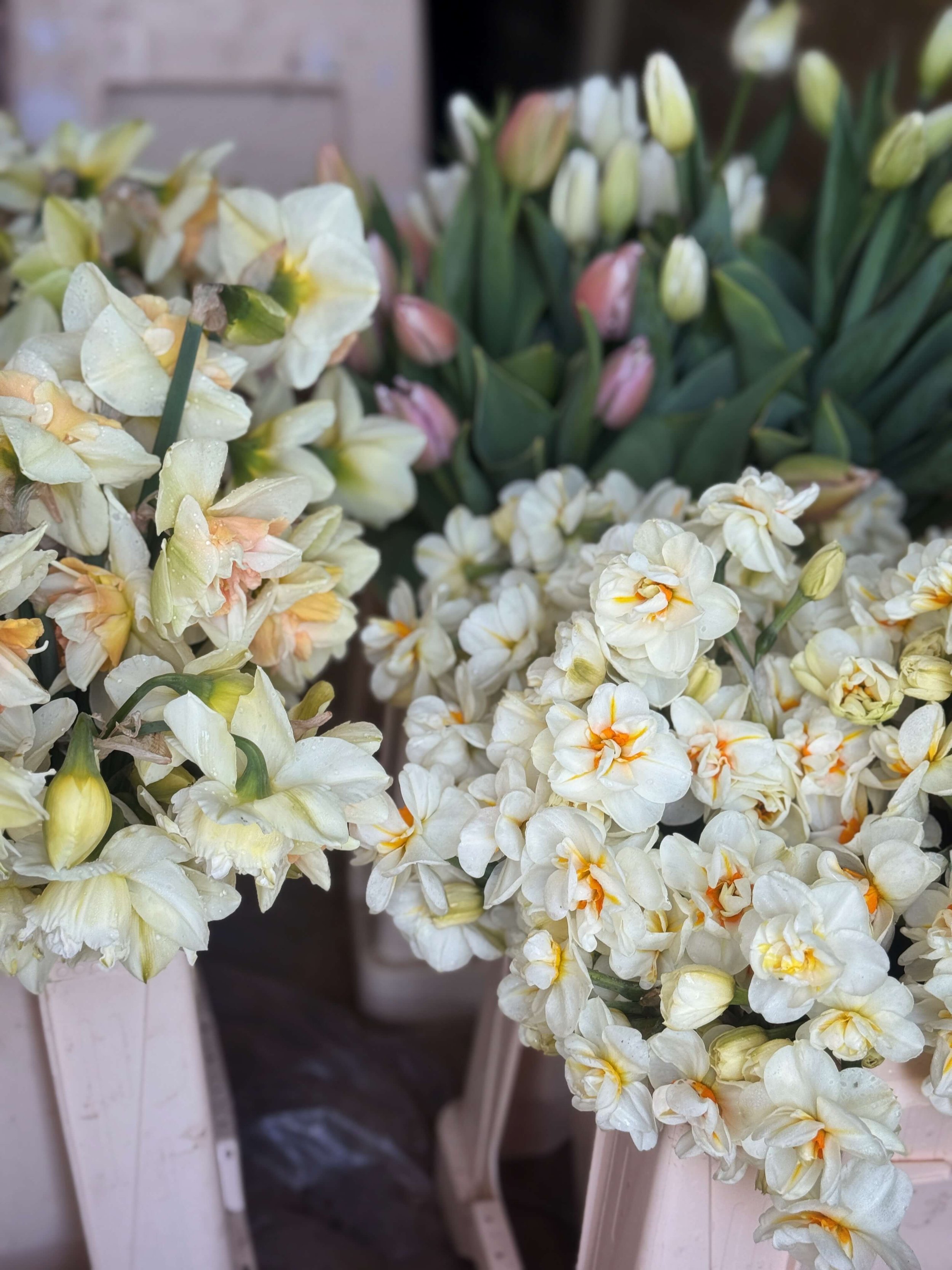 Spring flowers. Narcissi. Tulips.