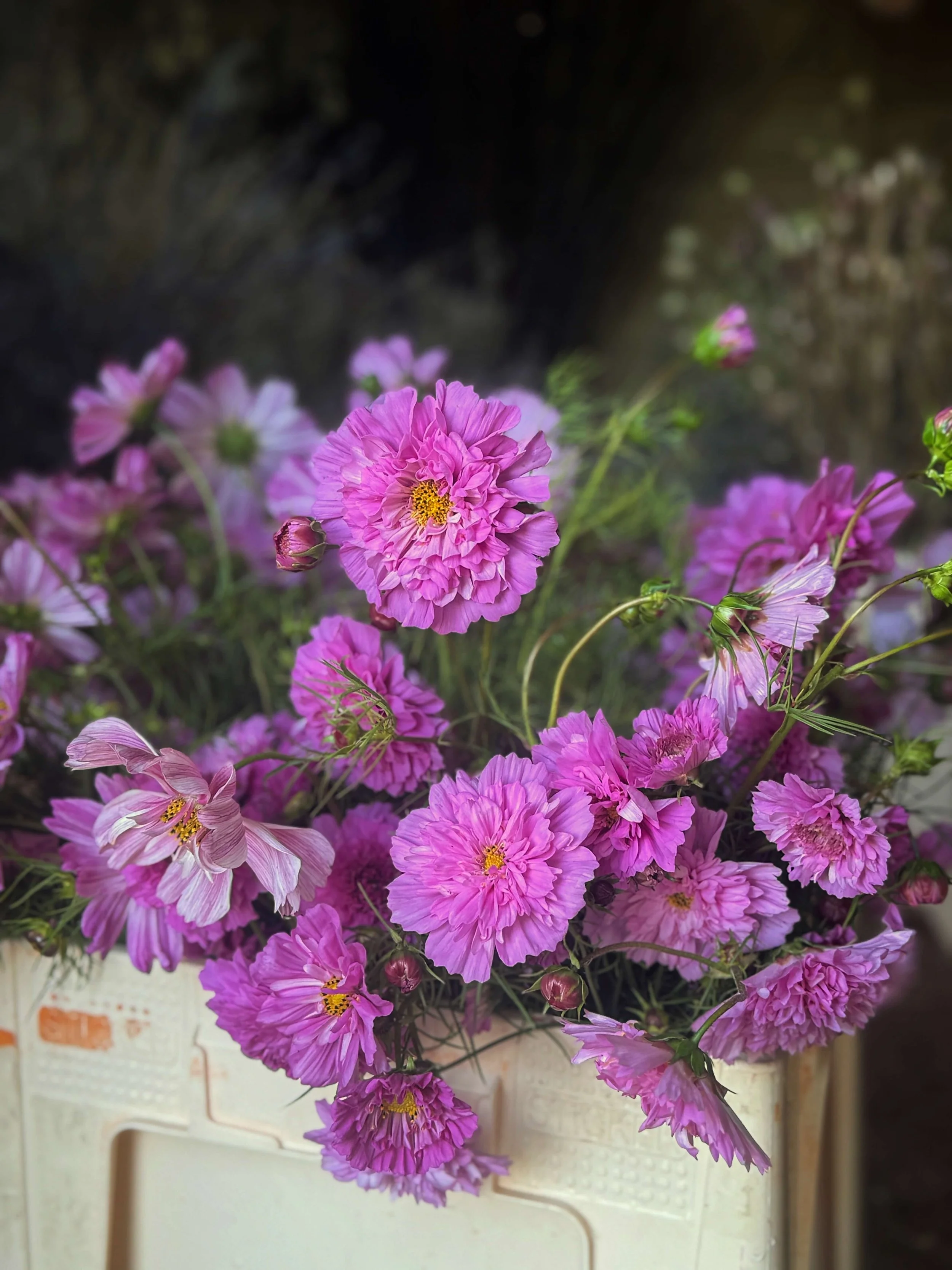 Pink and purple flowers in a dutch bucket with a blurred dark background.