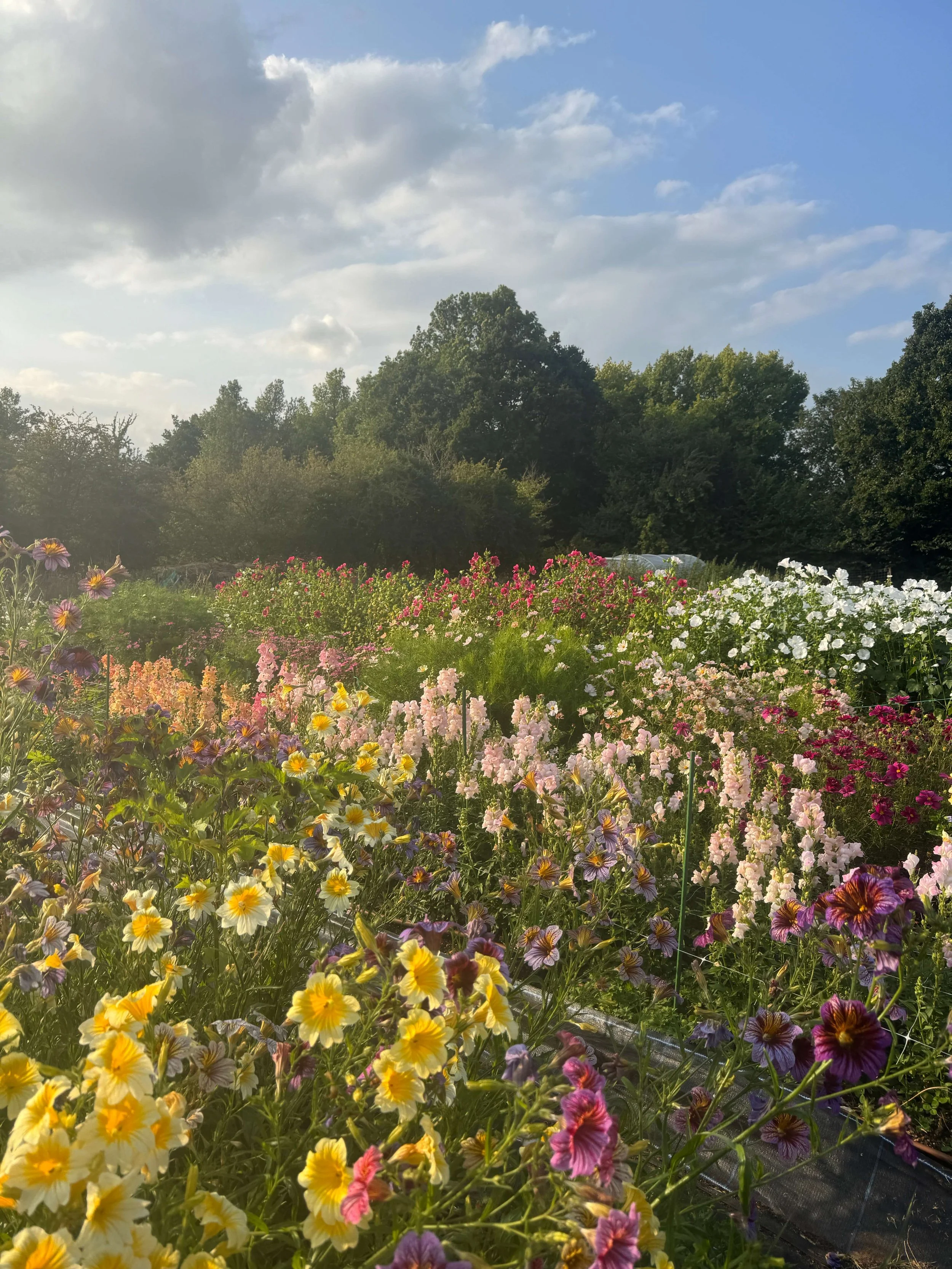 A vibrant flower farm with yellow, purple, pink, and white flowers, under a partly cloudy sky with some blue visible, surrounded by green trees in the background.