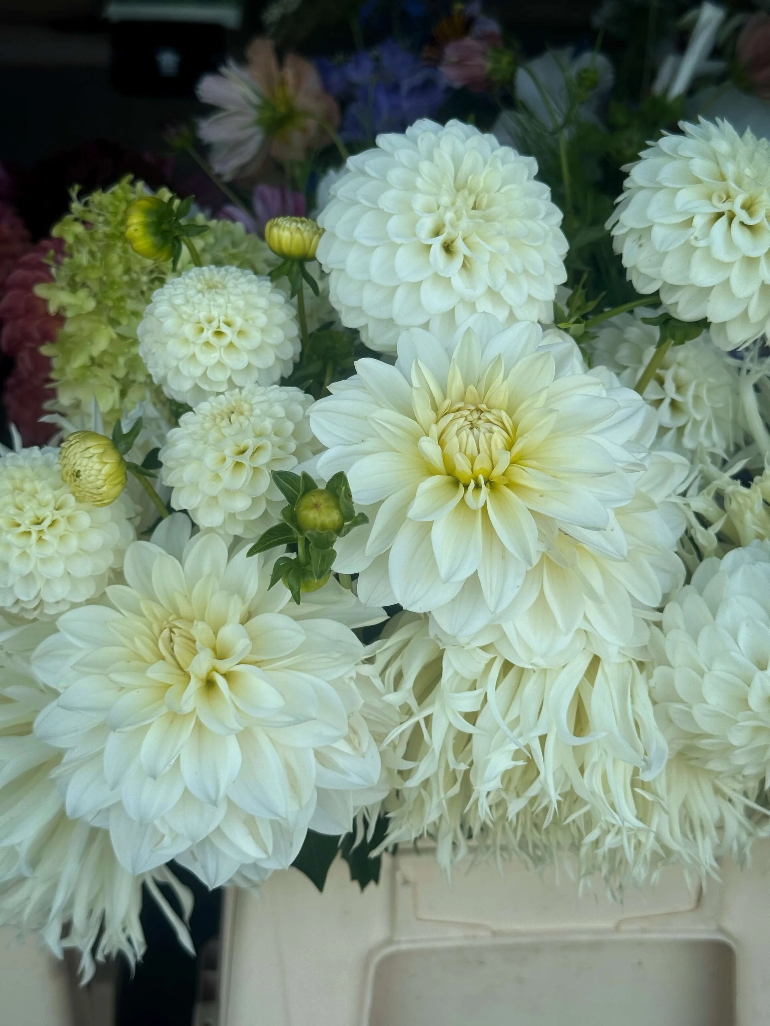 White dahlias