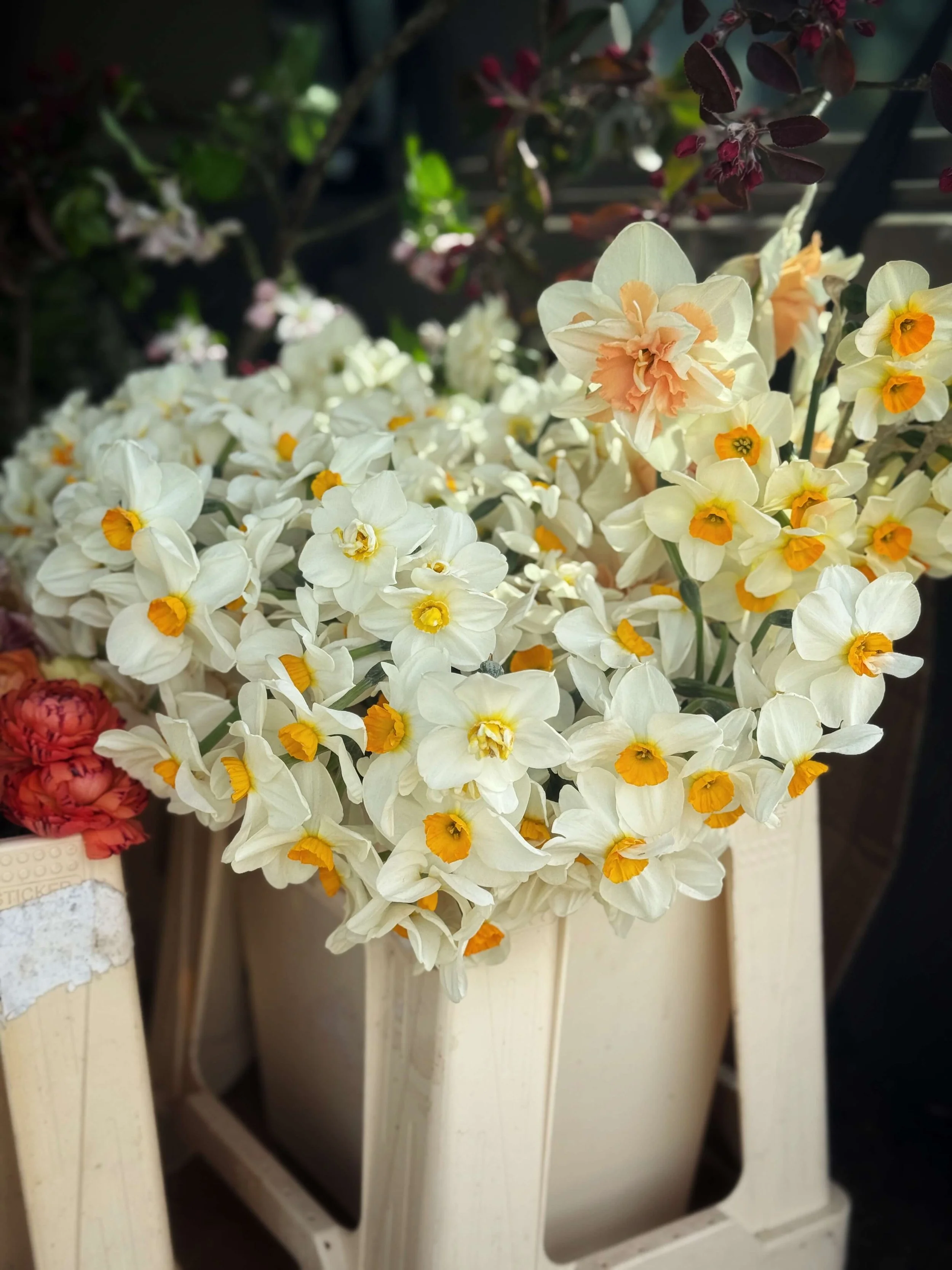Buckets of narcissi and spring flowers