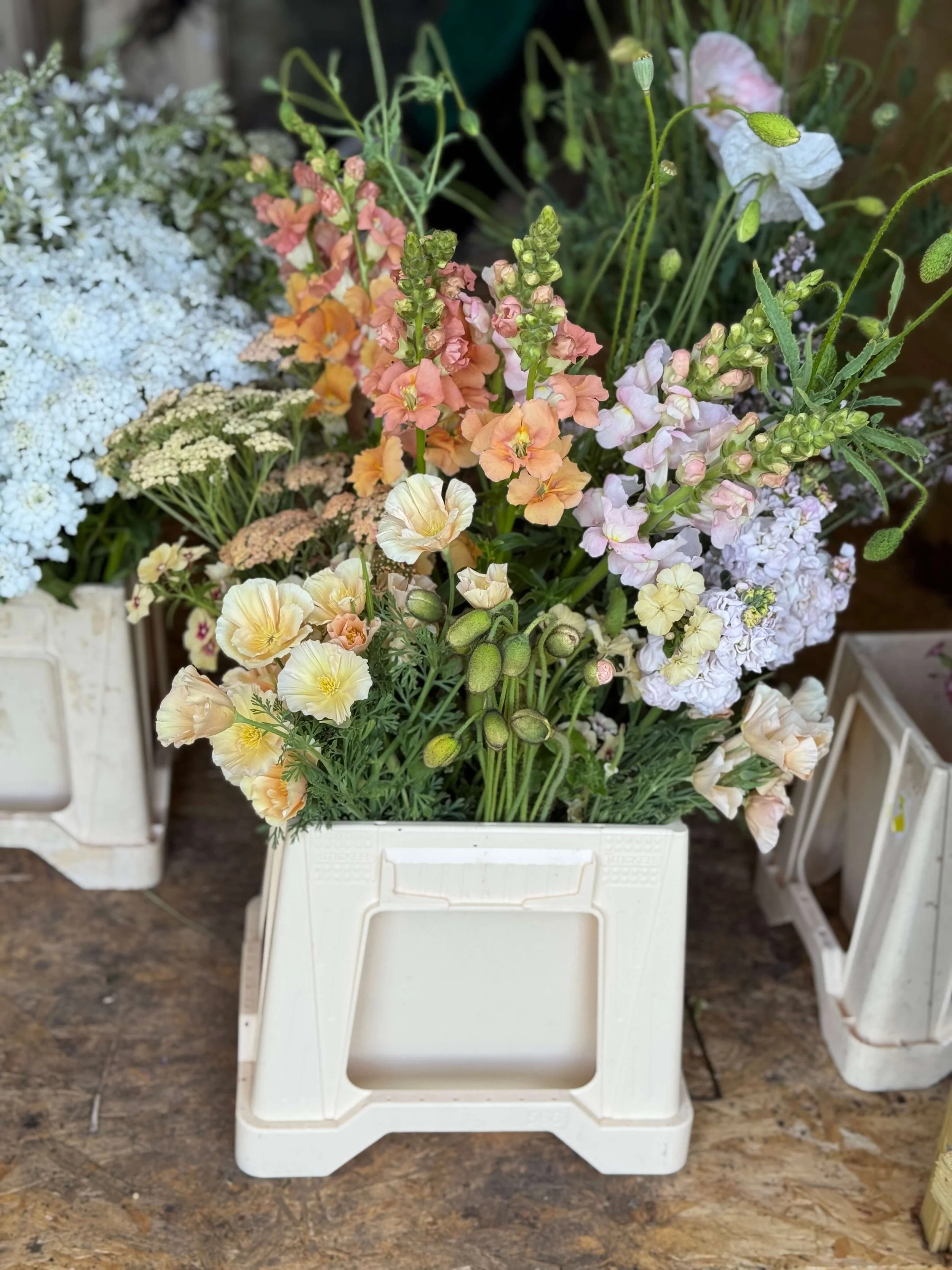 Spring flowers. Poppy. Snapdragon. Stocks.