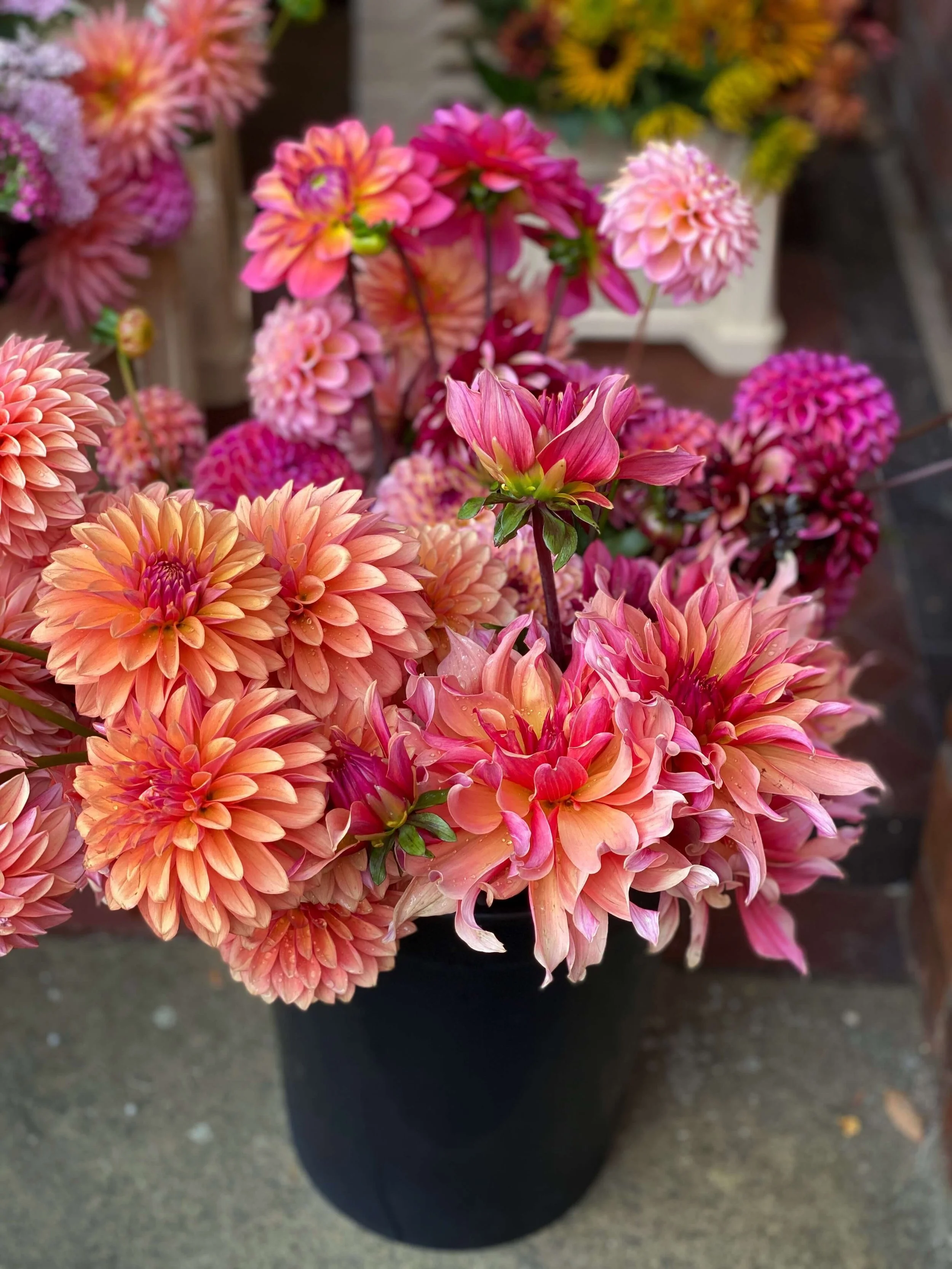 Bucket of flame coloured dahlias