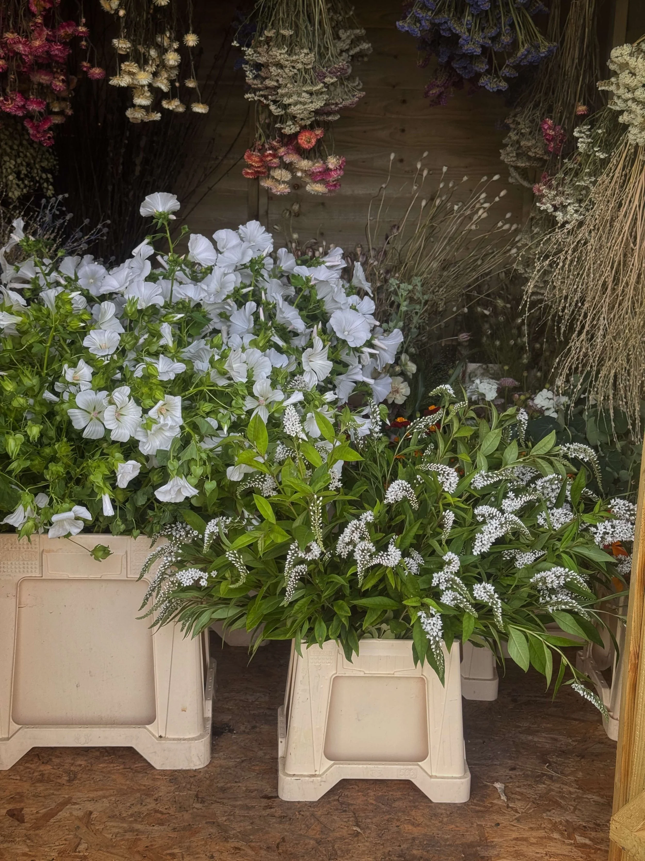 British grown flowers. White flowers. Flower buckets.