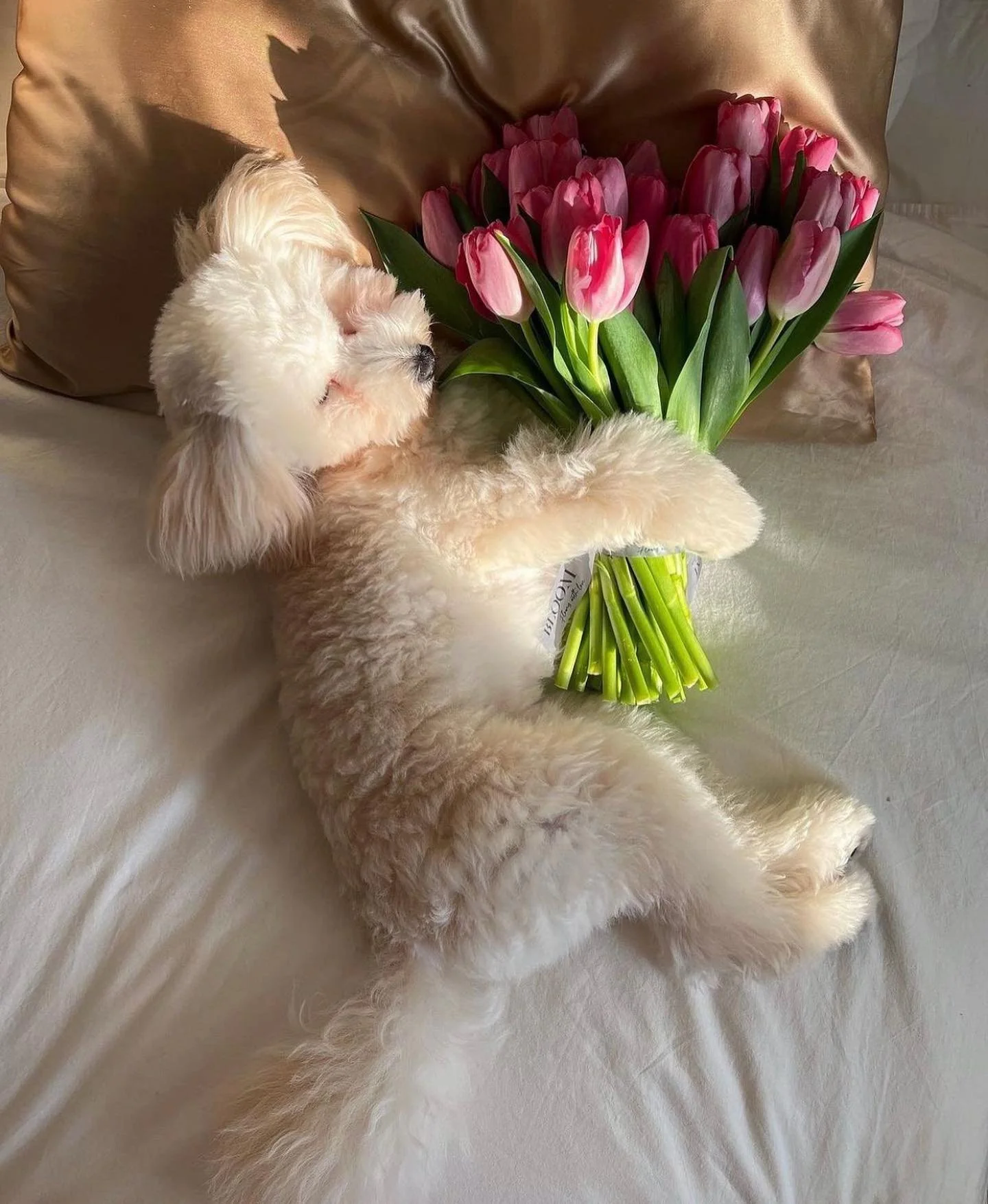 Mood 🐶 🌺 
.
.
.
.
.
.
.
.
.
.
.
📸 @flordepassion