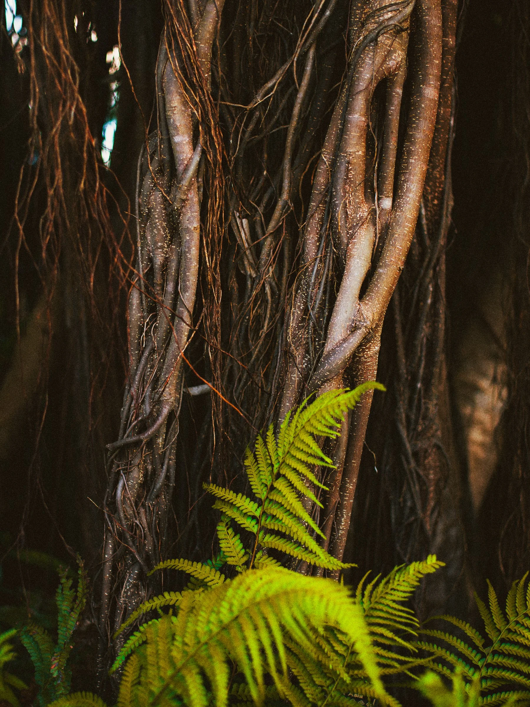 jungblut_photography_026.jpg
